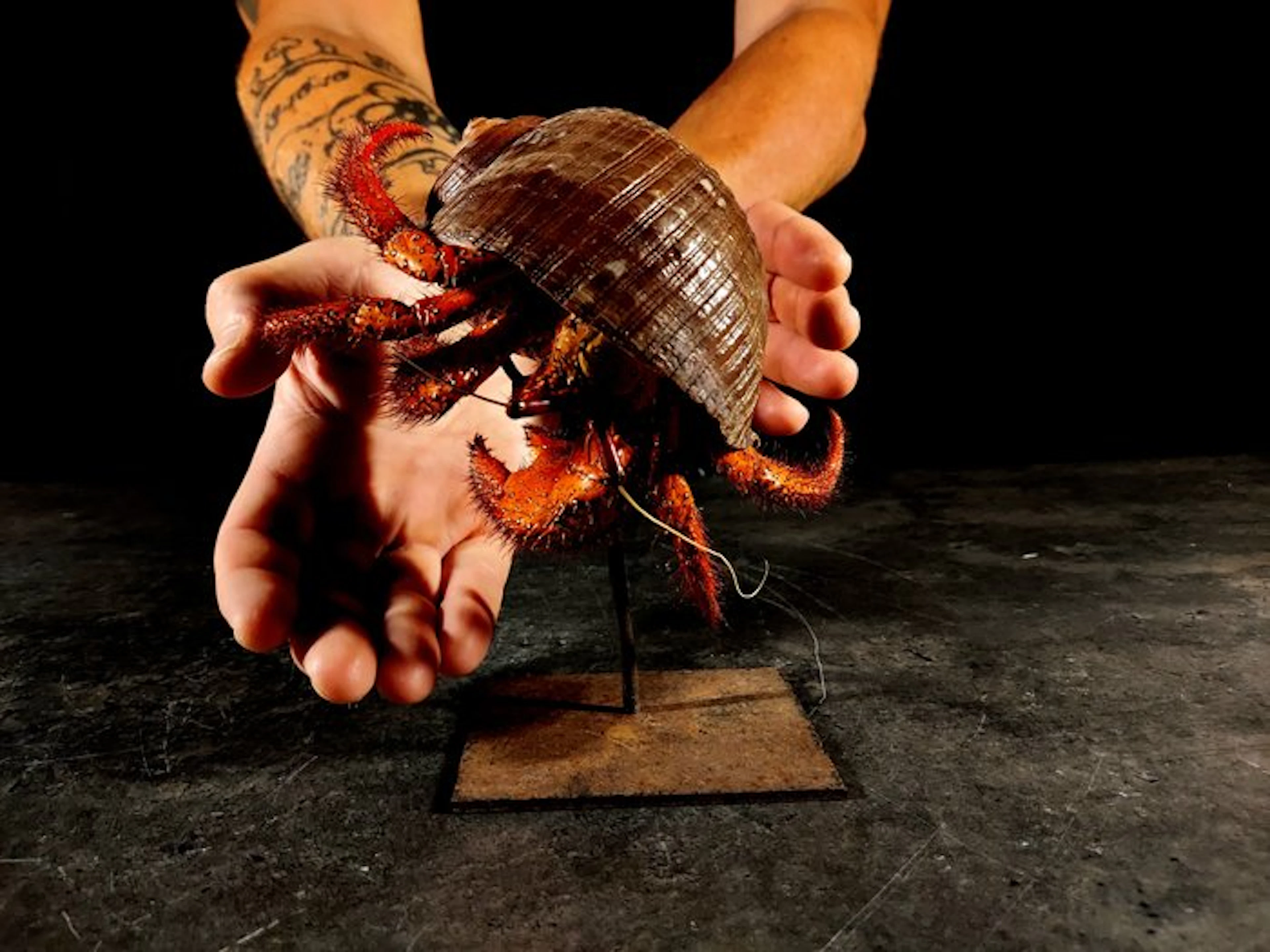 fascinating hermit crab Taxidermy full body mount...
