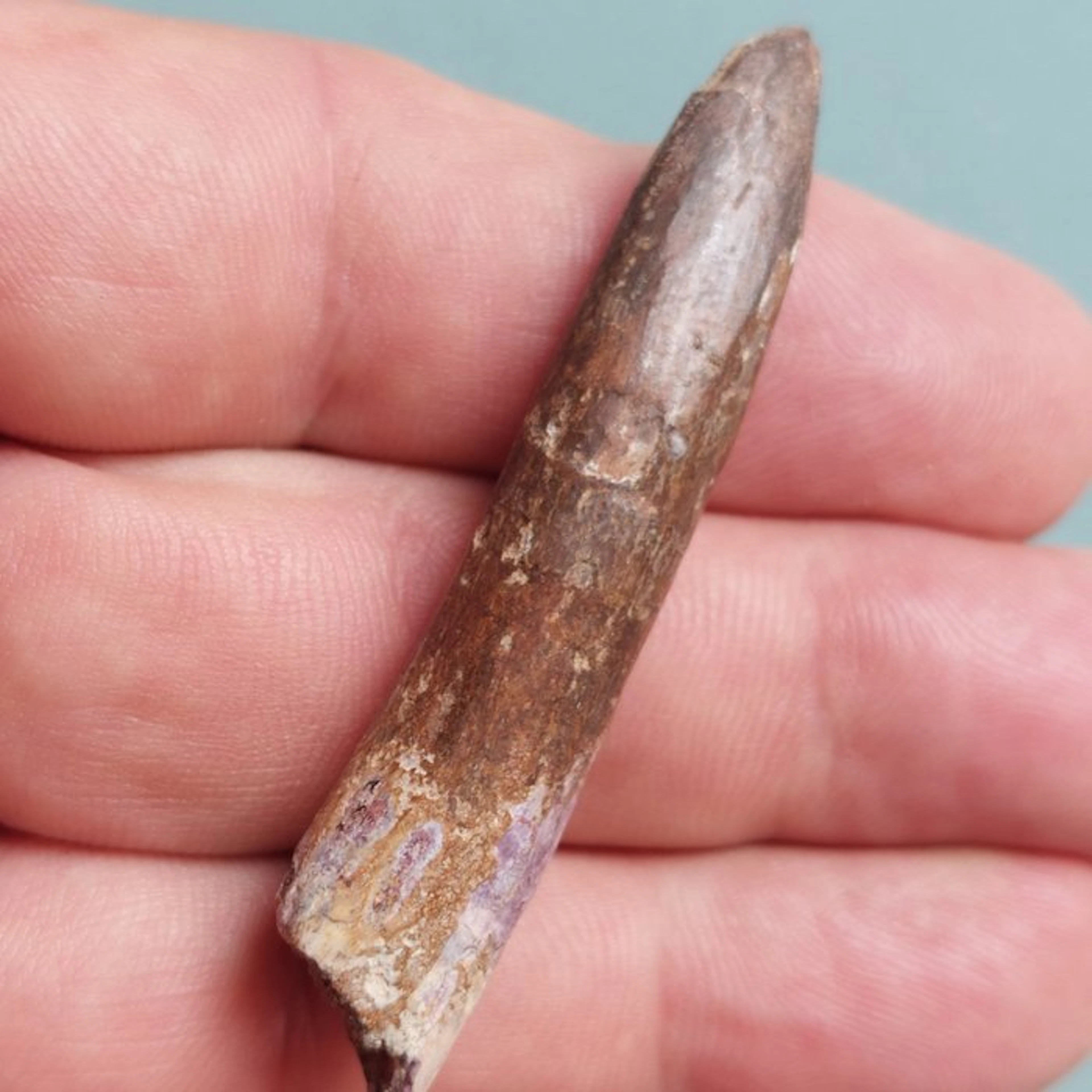 Rare tooth from Rebbachisaurus, 22 mm. - Fossil tooth - 63 mm - 10 mm