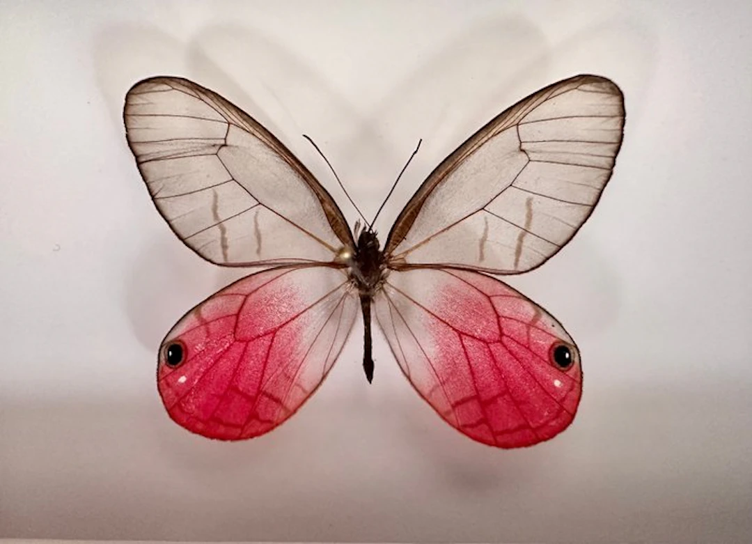 Butterfly Taxidermy full body mount - Cithaerias pireta...