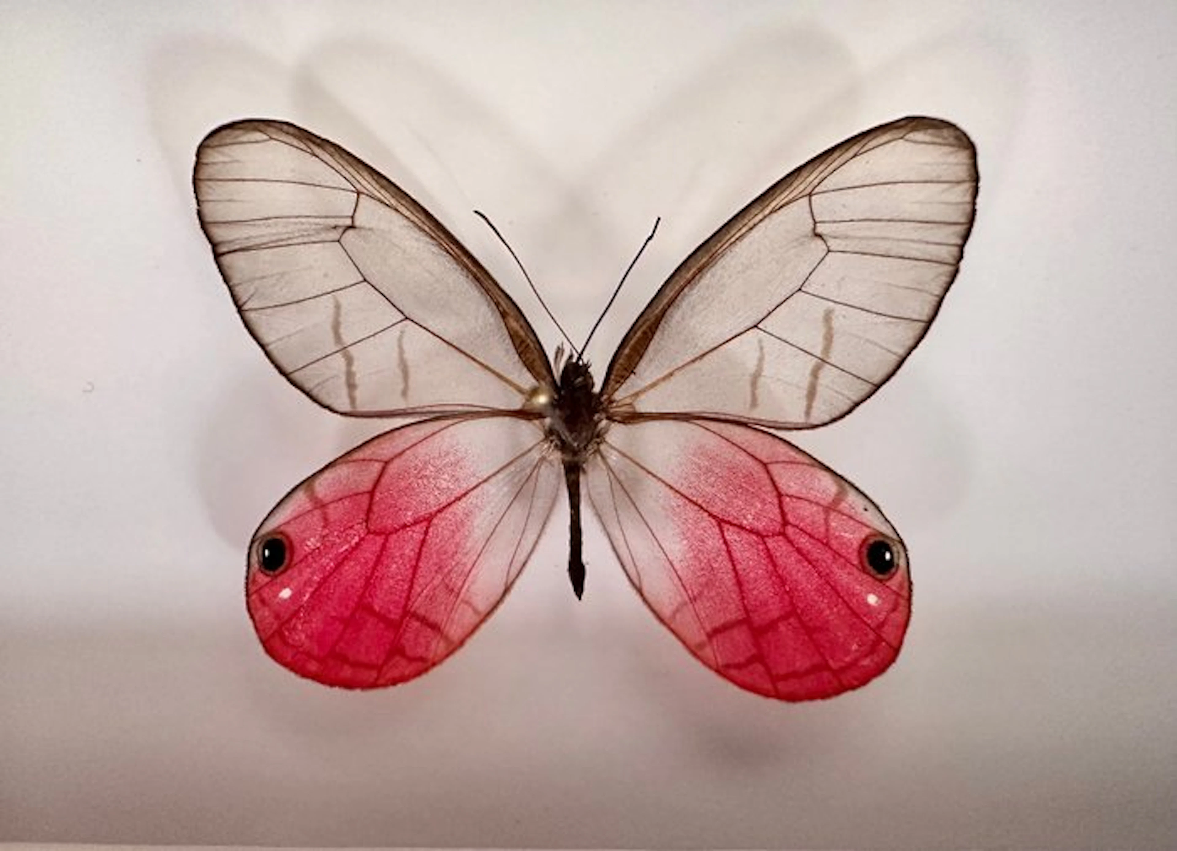 Butterfly Taxidermy full body mount - Cithaerias pireta...