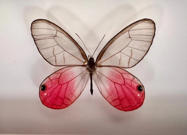 Butterfly Taxidermy full body mount - Cithaerias pireta...