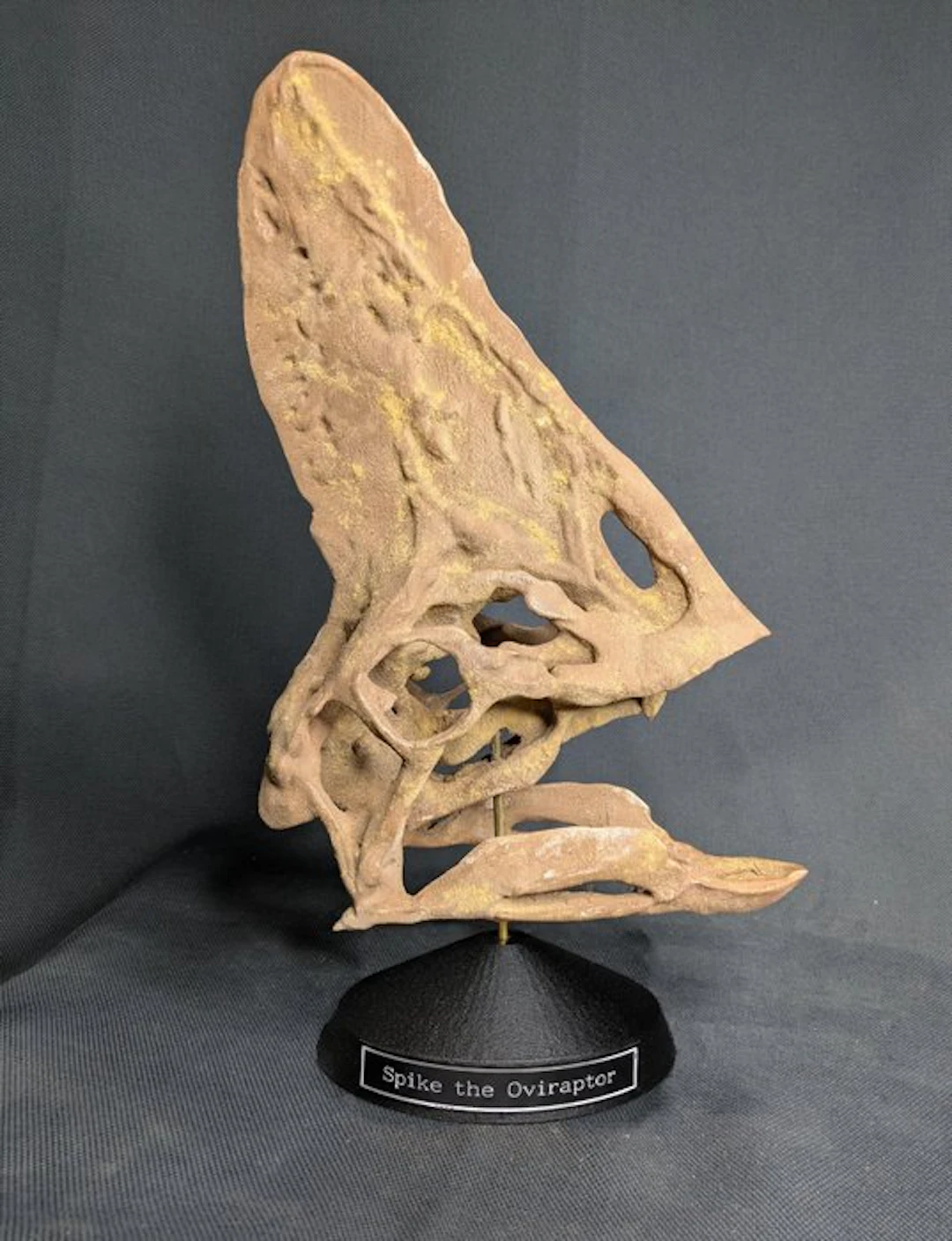 Spike the Oviraptor - Museum Grade Replica - Fossil skull - 49 cm - 23 cm