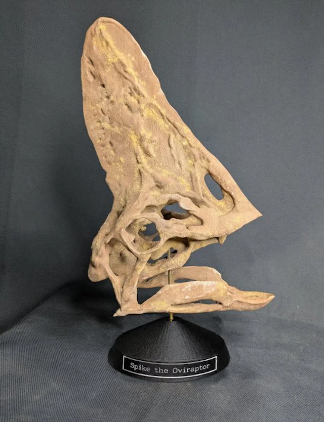 Spike the Oviraptor - Museum Grade Replica - Fossil skull - 49 cm - 23 cm