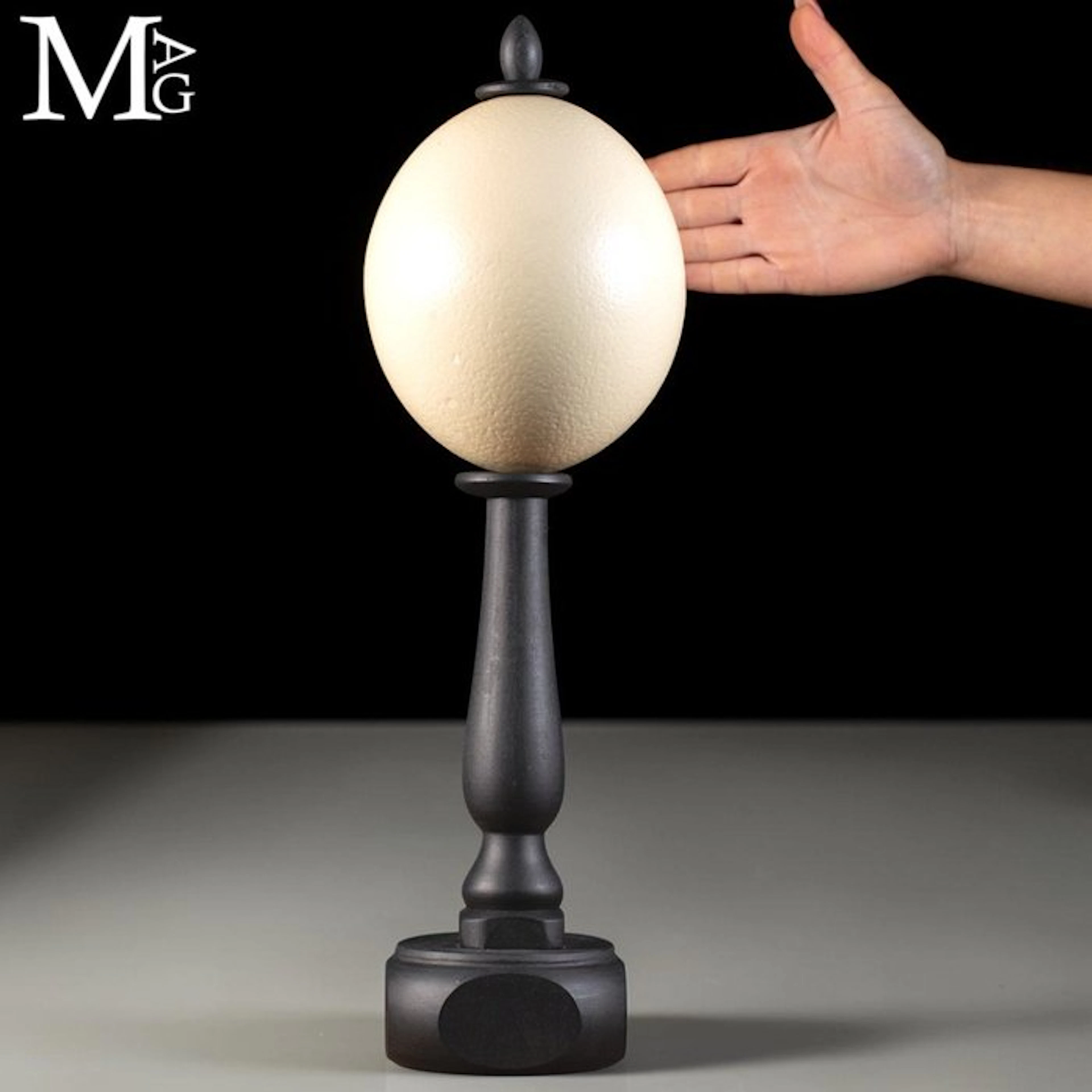 Genuine Ostrich Egg (Struthio camelus) with Distinctive...