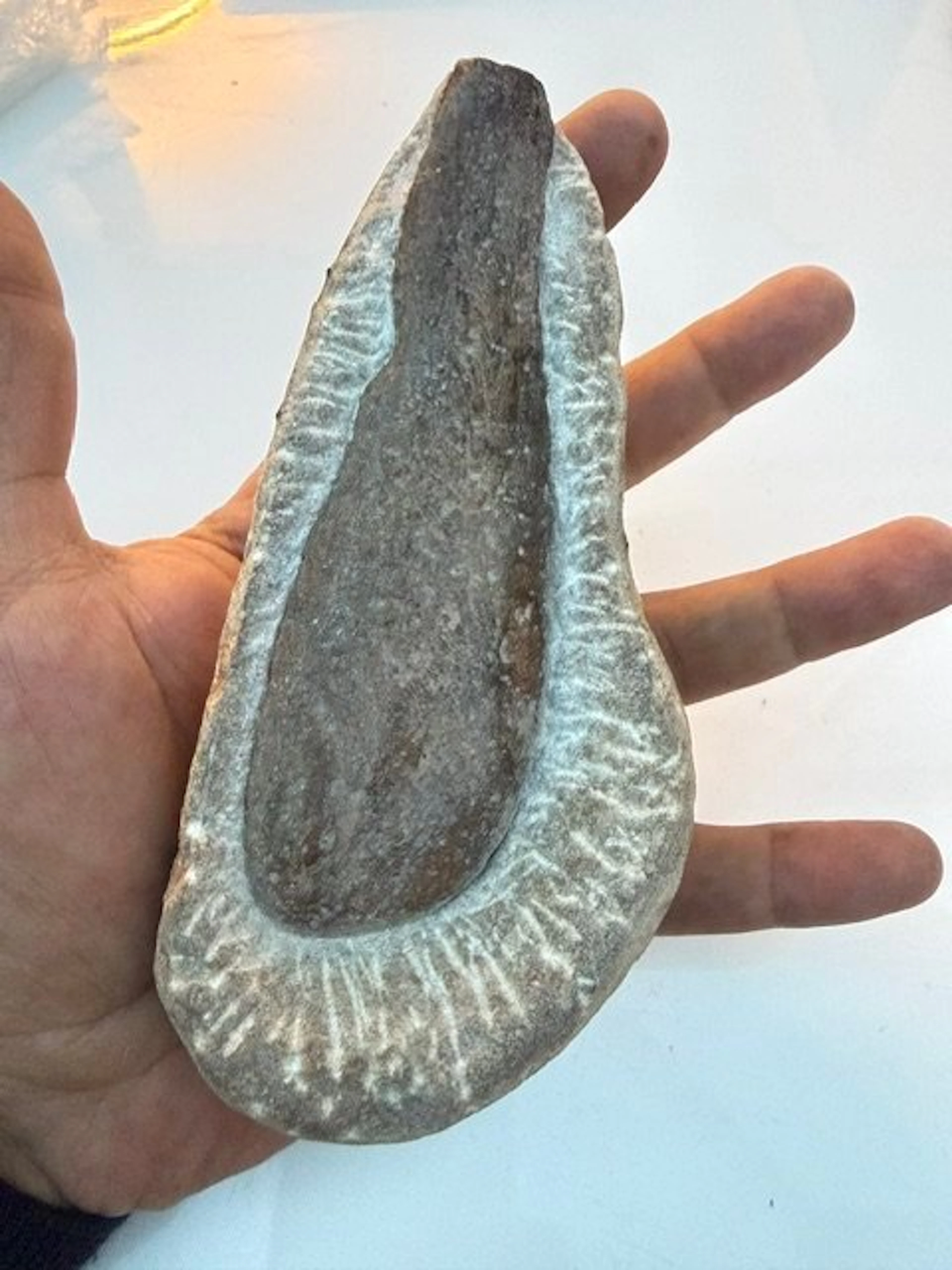 Museum piece "Steinhardter Erbse" - Fossilised wood...