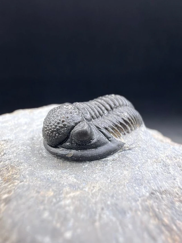 Trilobite - Fossilised animal - Gerastos - 4.7 cm (No reserve price)