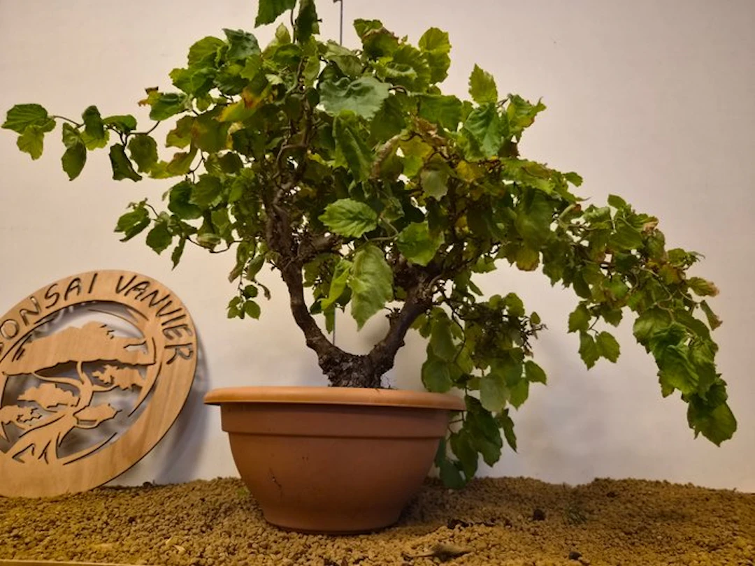 Corylus contorta - Height (Tree): 40 cm - Depth (Tree): 60 cm - Belgium