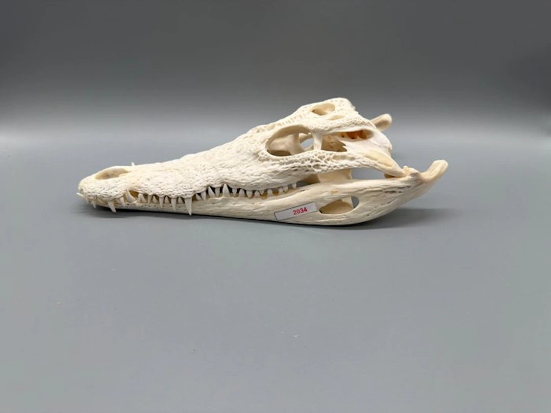Nile Crocodile Reptile skull - Crocodylus niloticus - 7...