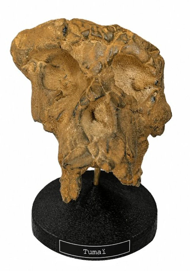 Fossil skull - "Tumaï" Sahelanthropus tchadensis...