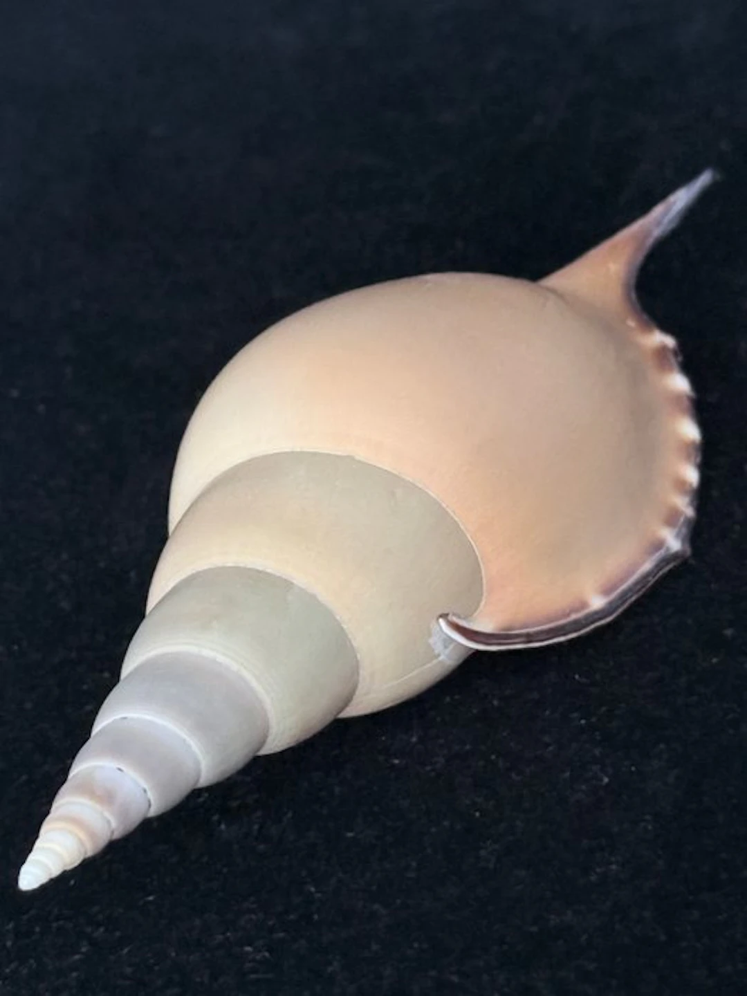 Sea Snail Sea shell - S-616 TIBIA MARTINI (No reserve price)