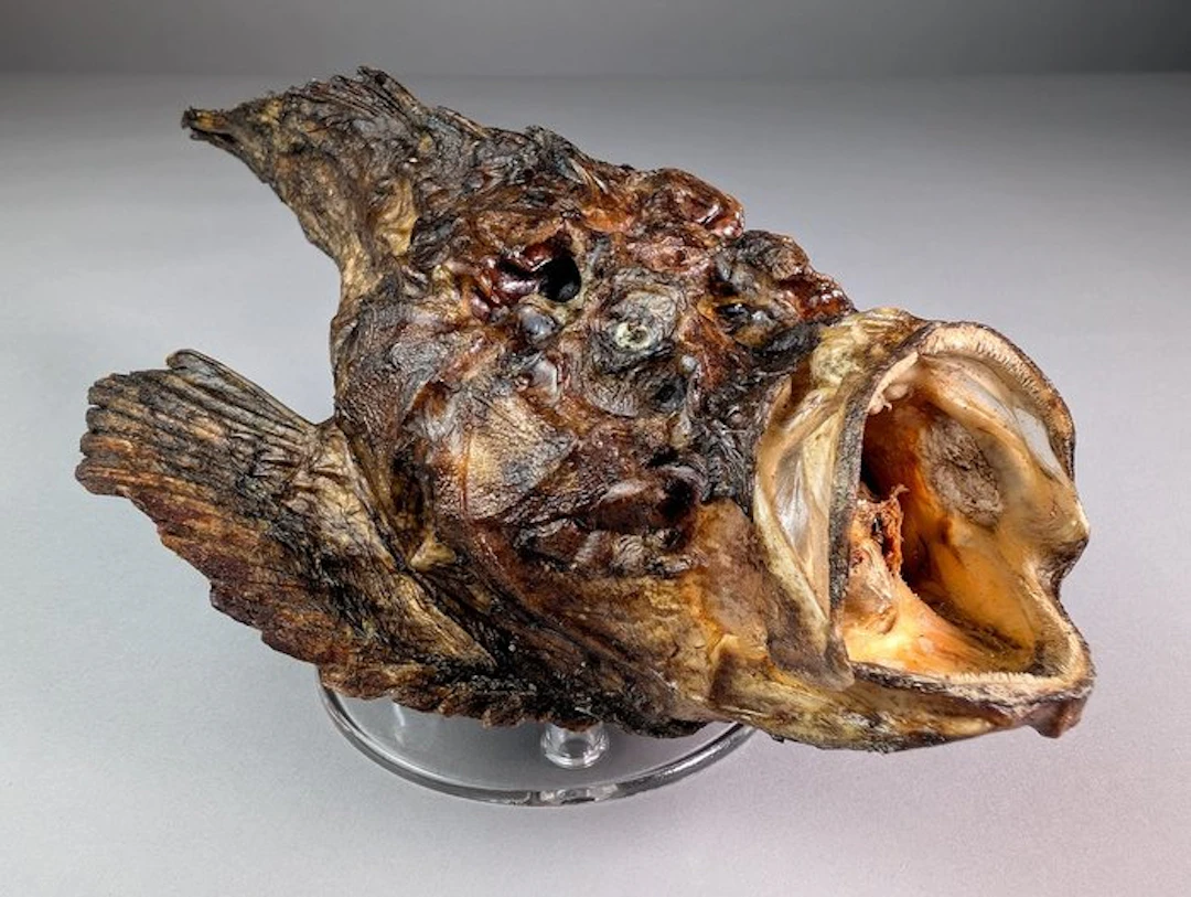 Stonefish Taxidermy full body mount - Synanceia verrucosa...