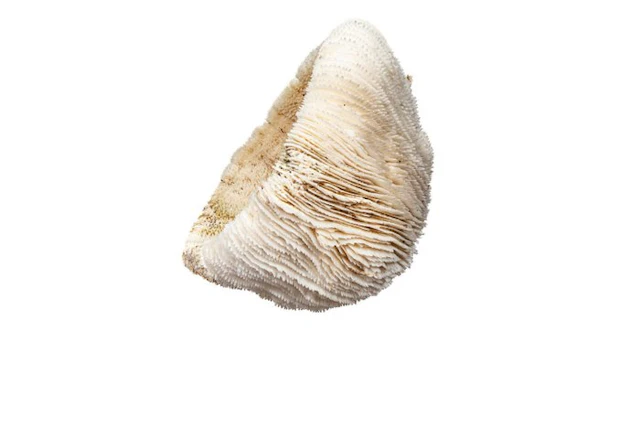Mushroom coral on a plexiglass base Taxidermy wall mount...