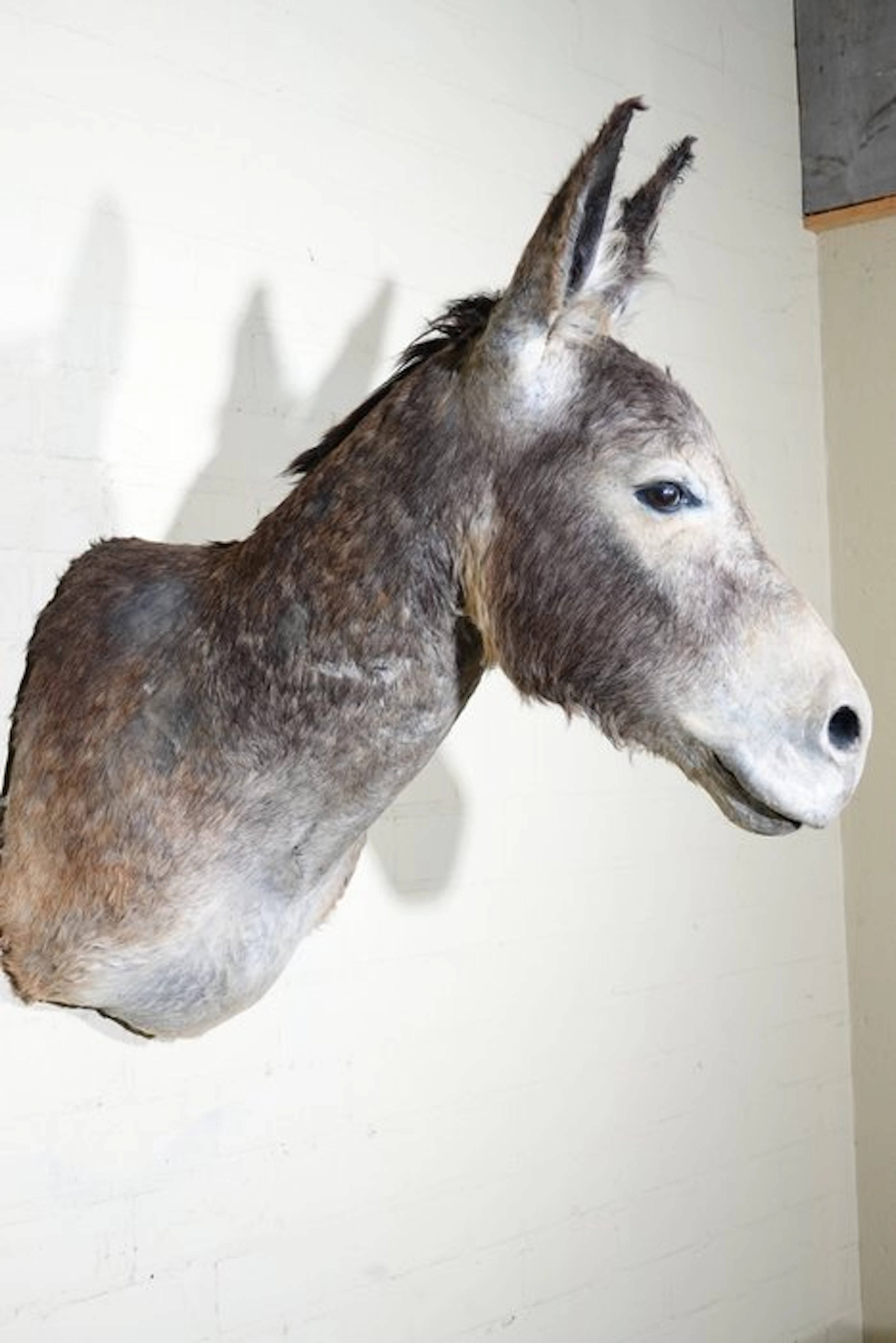 African Wild Donkey Taxidermy wall mount - Equus...