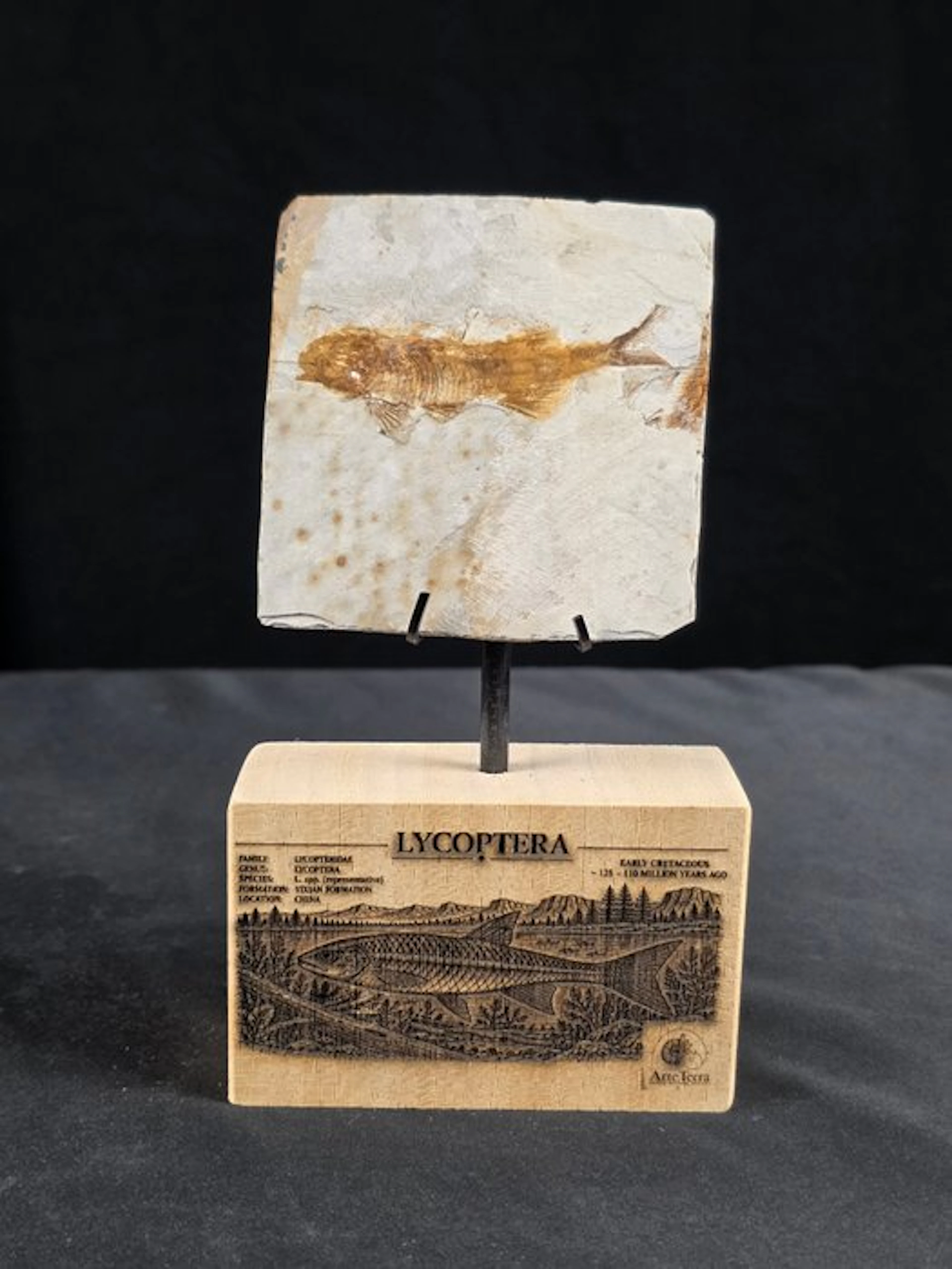 Fish - Fossilised animal - Fossil Fish Plate – Multiple Lycoptera sp