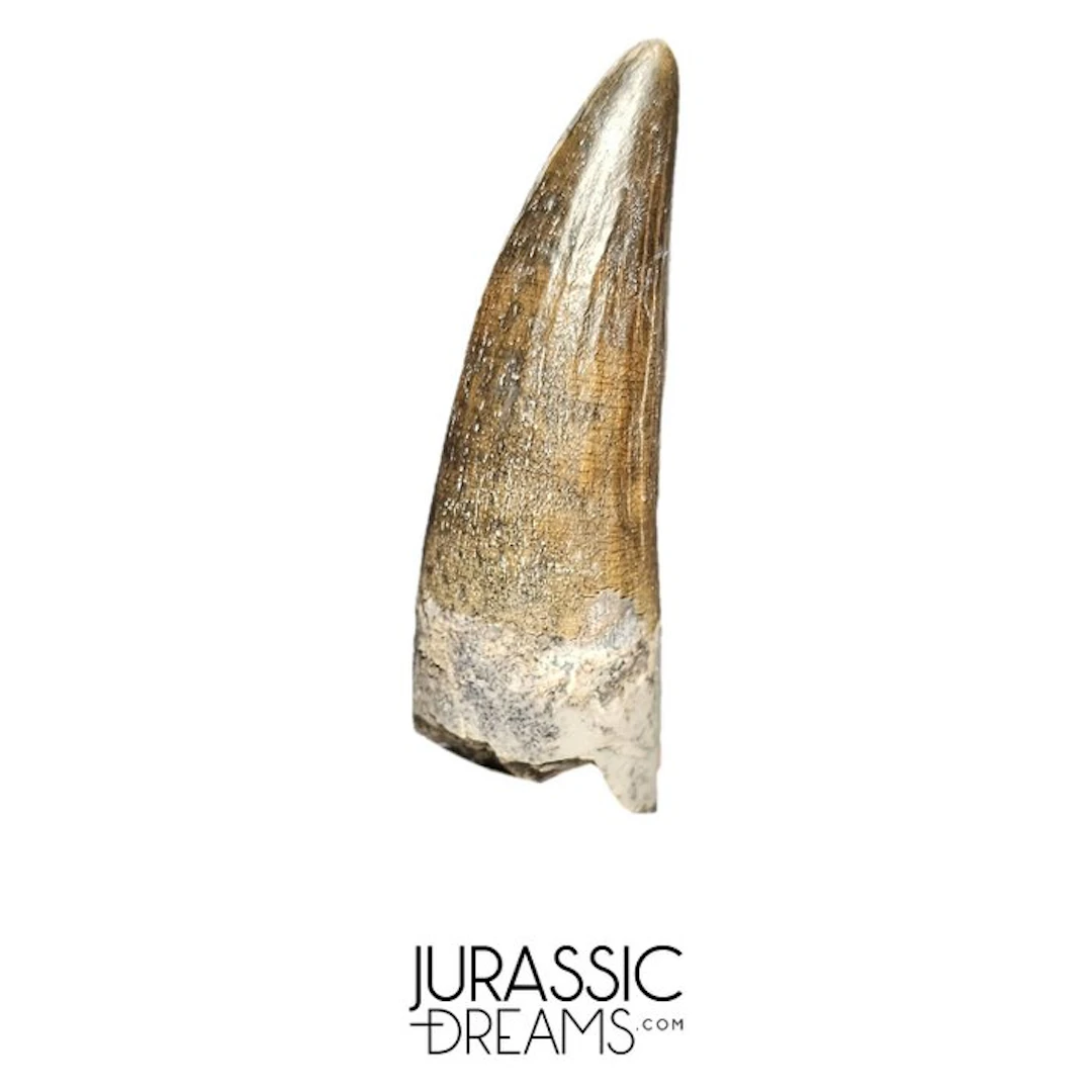 Nicely Preserved Suchomimus tenerensis Spinosaurid...