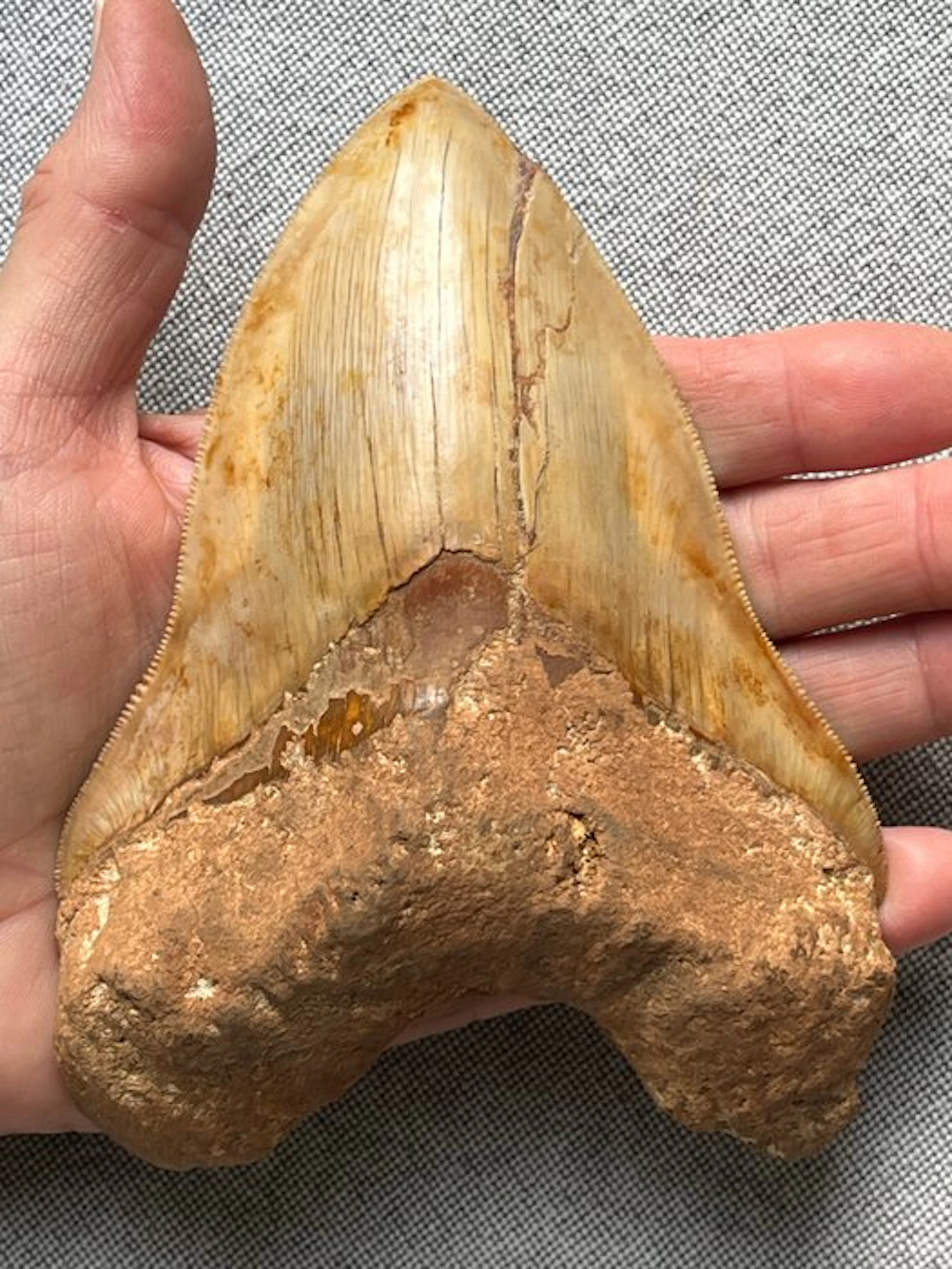 Huge Megalodon tooth 14,2 cm - Fossil tooth...