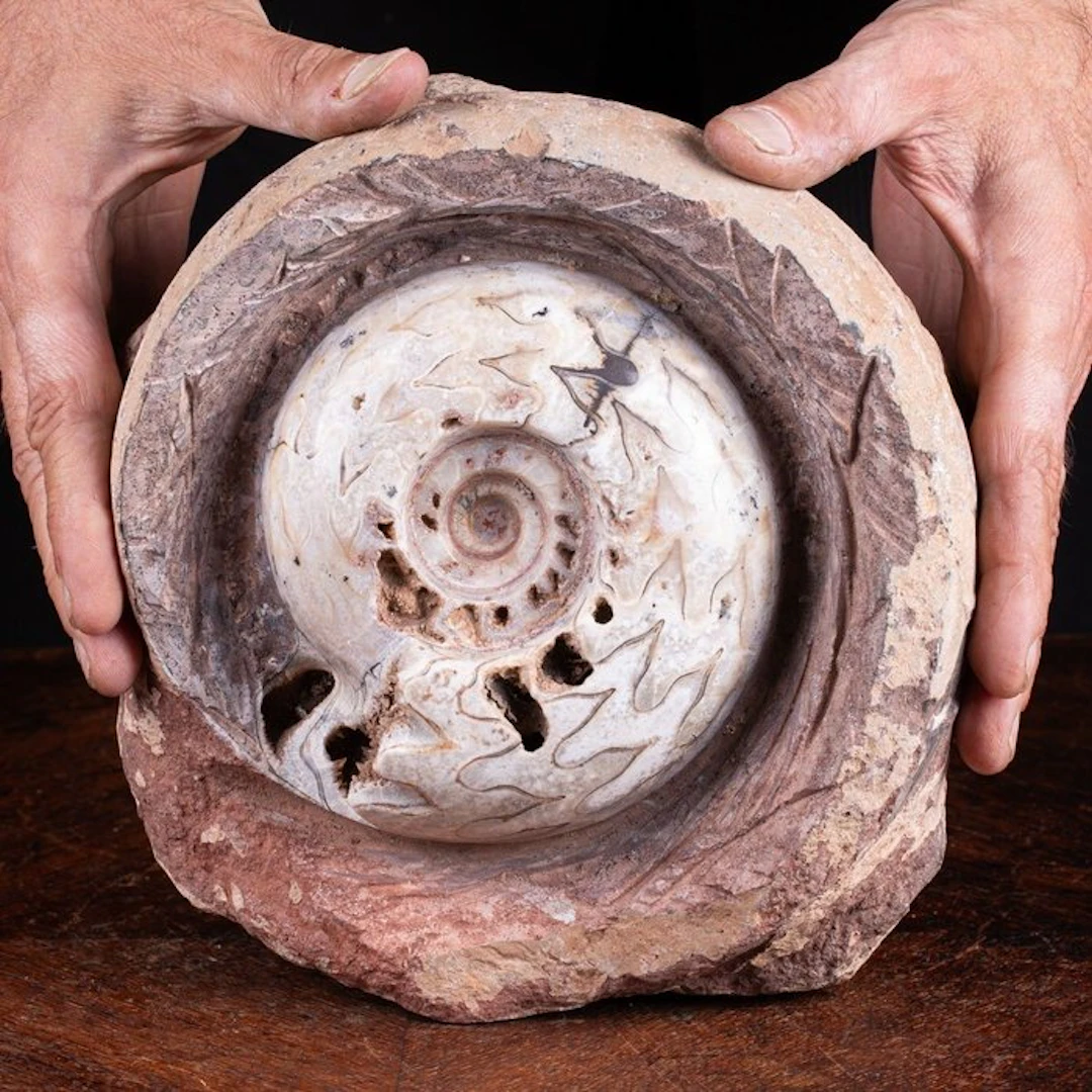 Extremely Rare Fossil Specimen - Ammonite Metalegoceras...