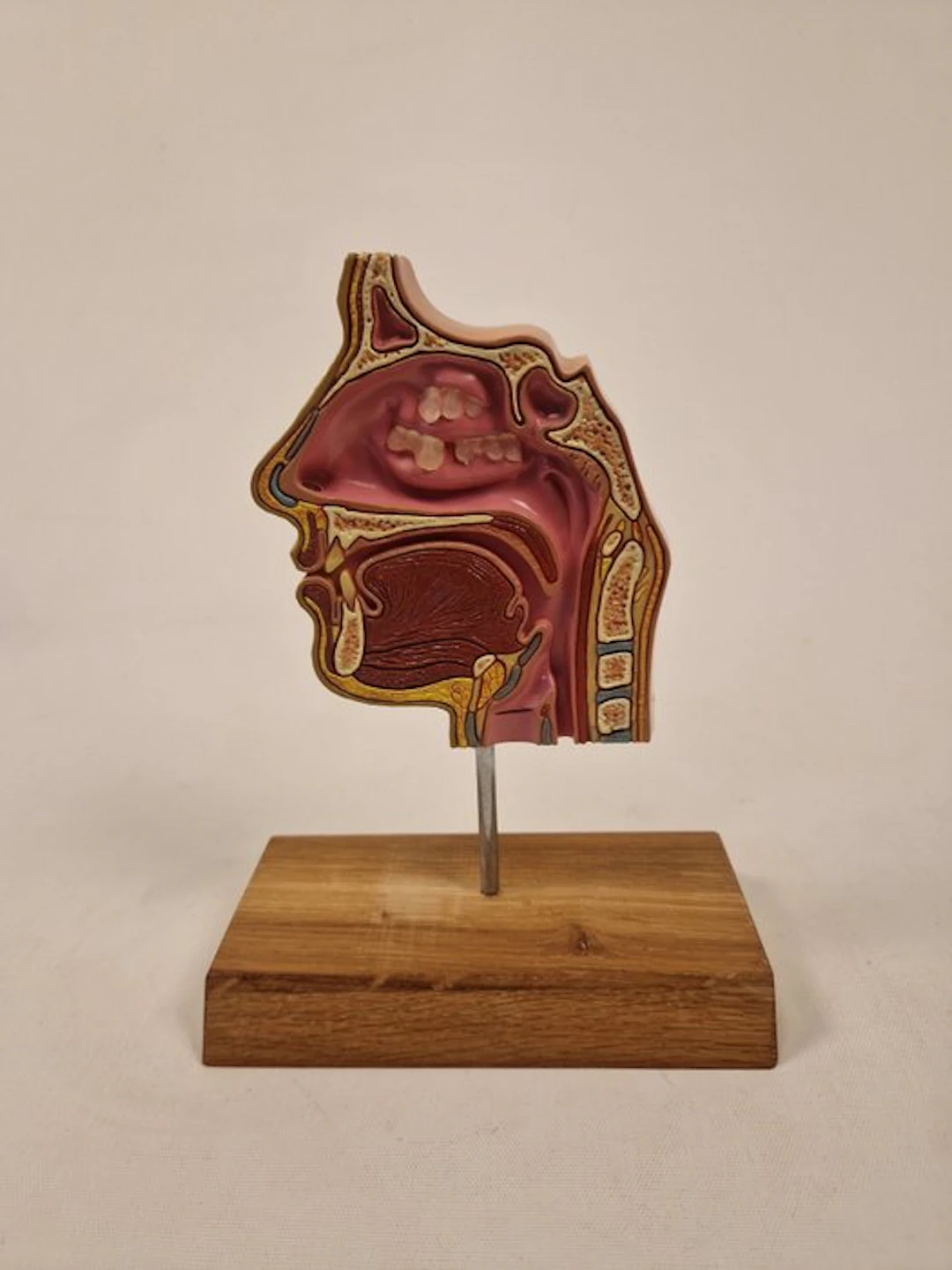 Anatomical model - plastic - 1980-1990 - Cross-section of head and neck