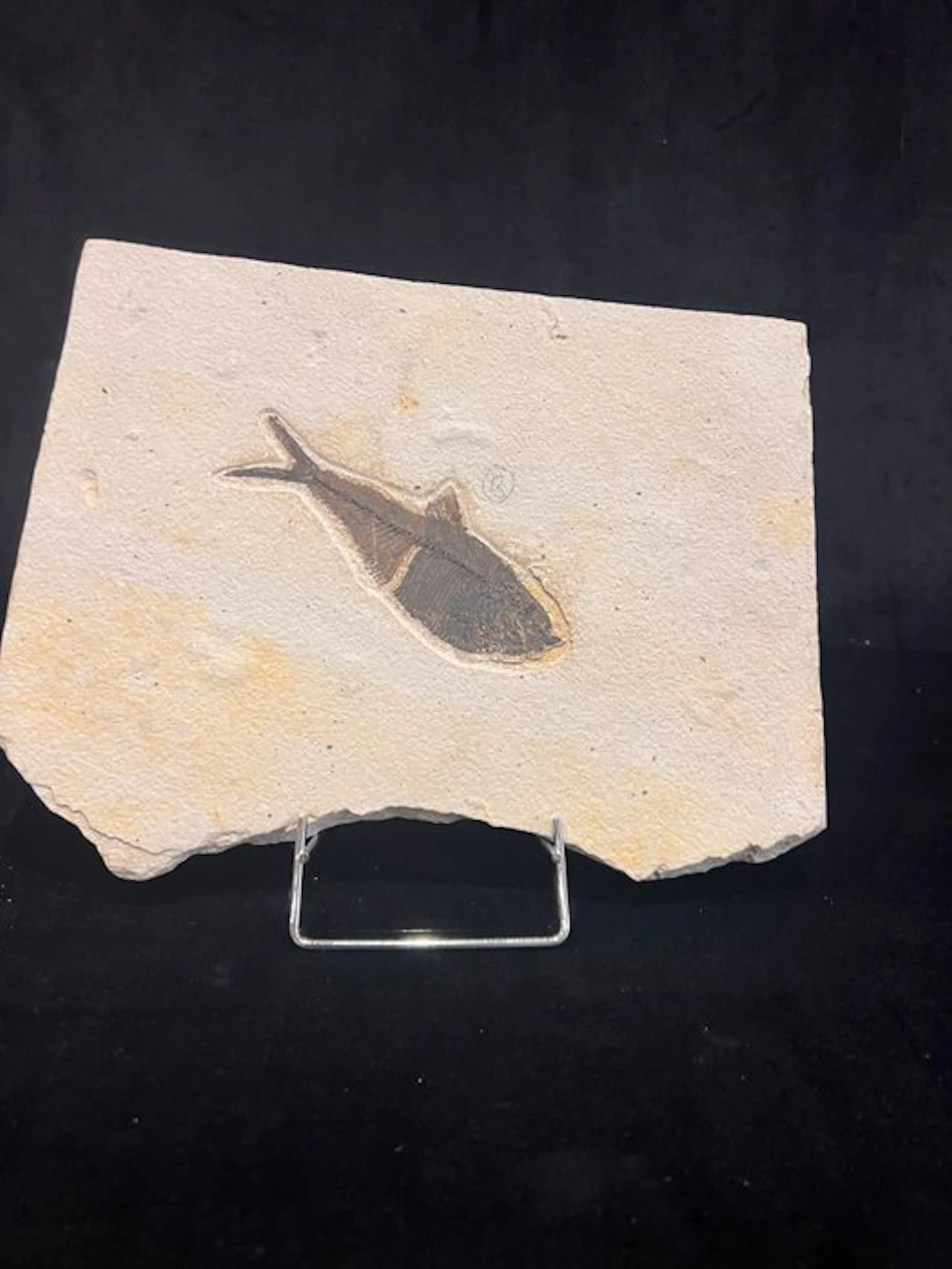 Fish - Fossil skeleton - Diplomystus - 20 cm - 26 cm