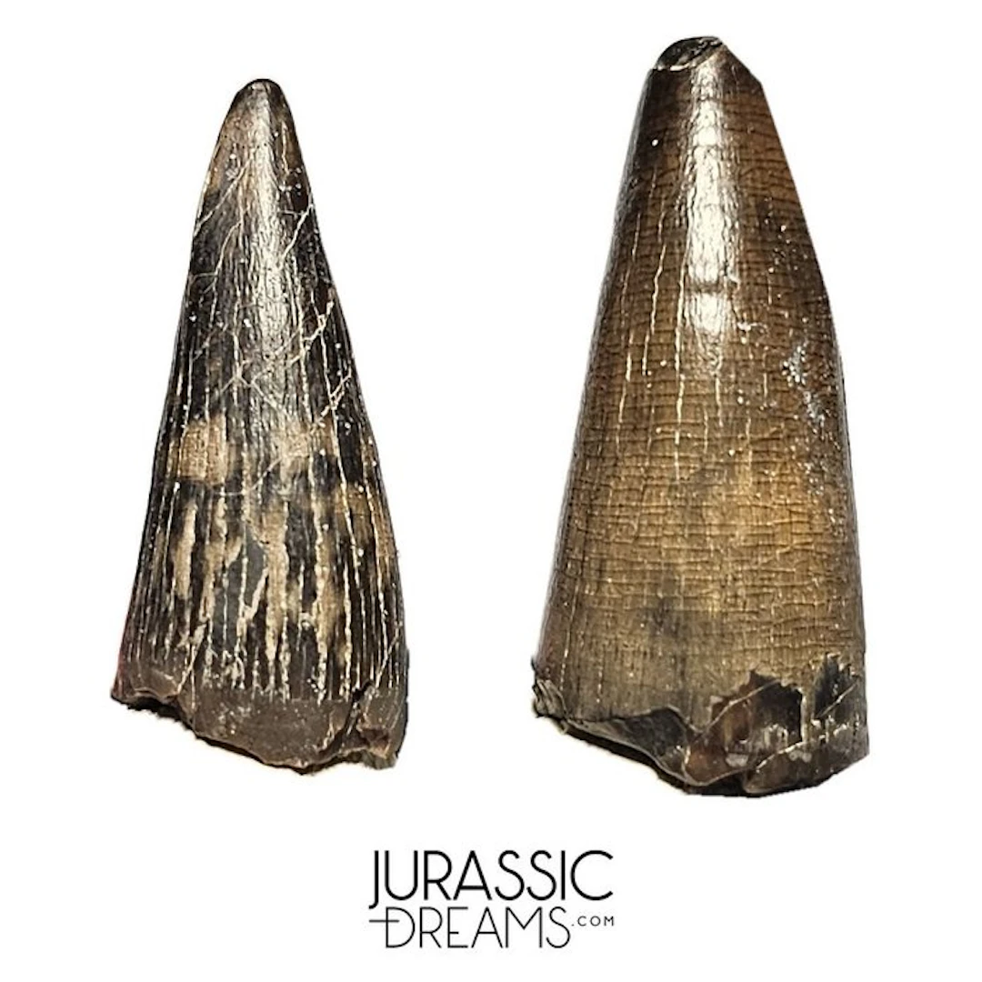 Set of 2 Nicely Preserved Sarcosuchus imperator Crocodile...