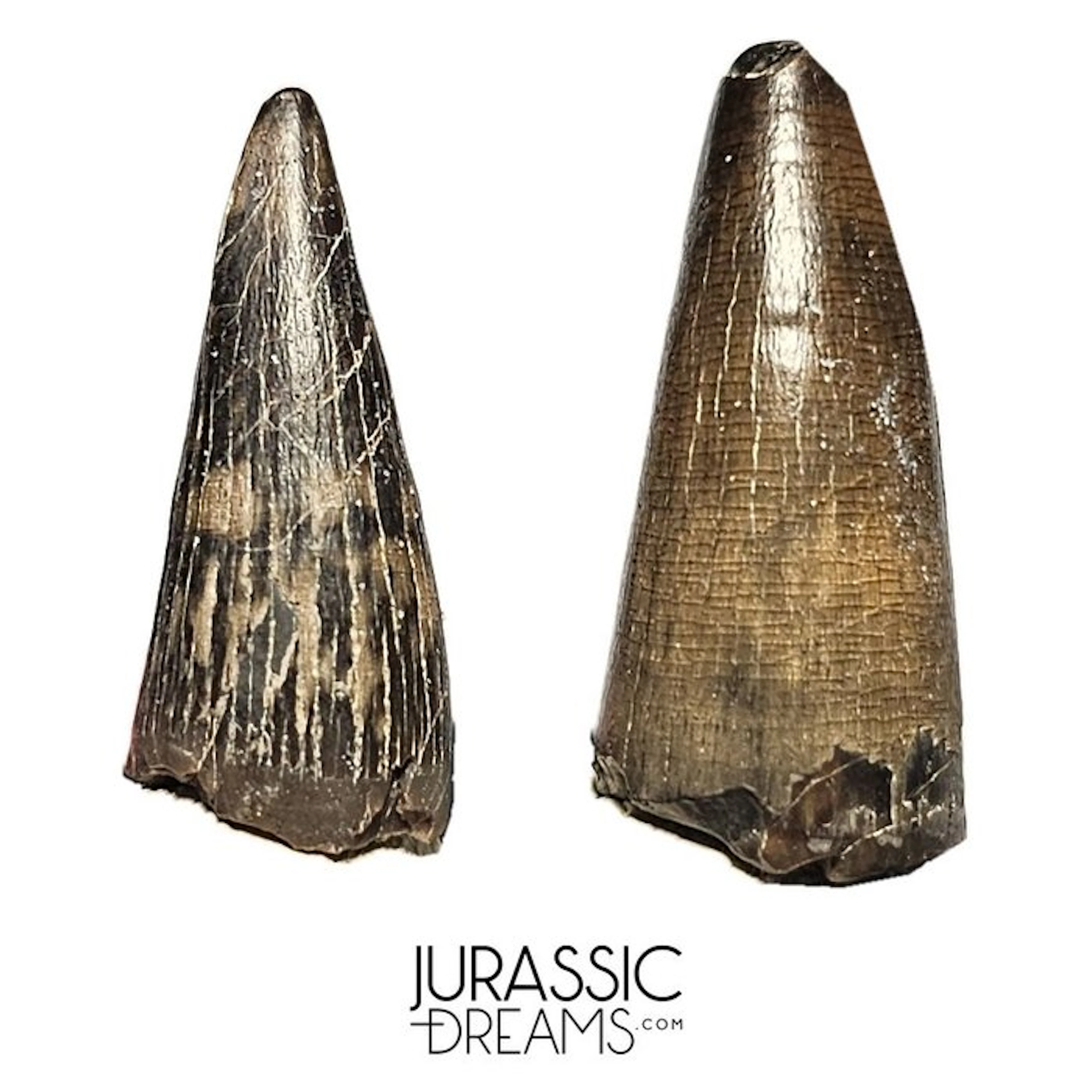 Set of 2 Nicely Preserved Sarcosuchus imperator Crocodile...