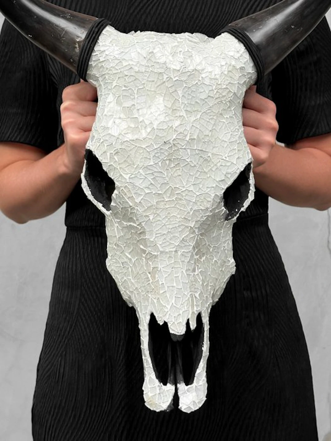 NO RESERVE PRICE -Authentic Cow skull with Glass Mosaic...
