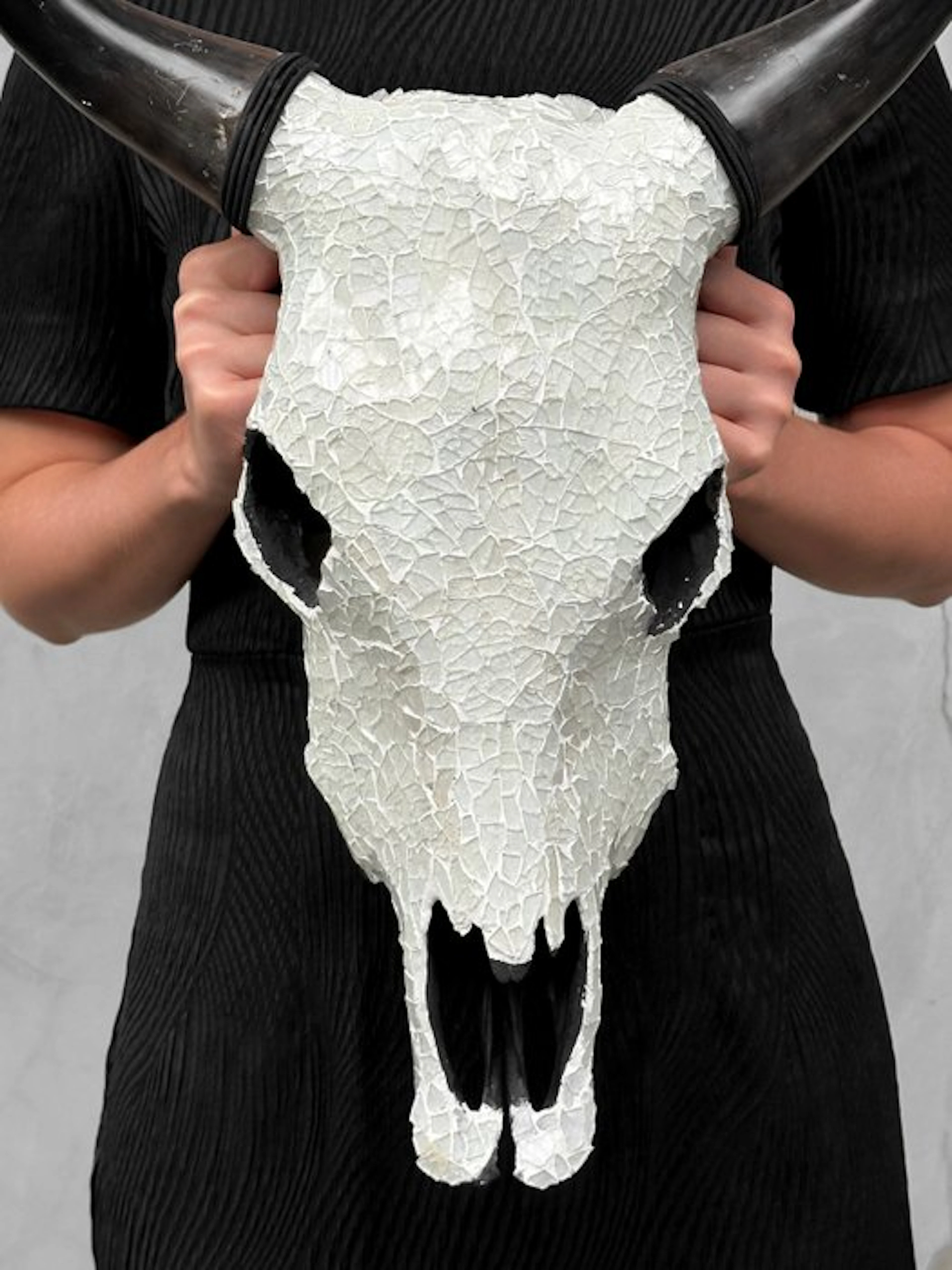 NO RESERVE PRICE -Authentic Cow skull with Glass Mosaic...