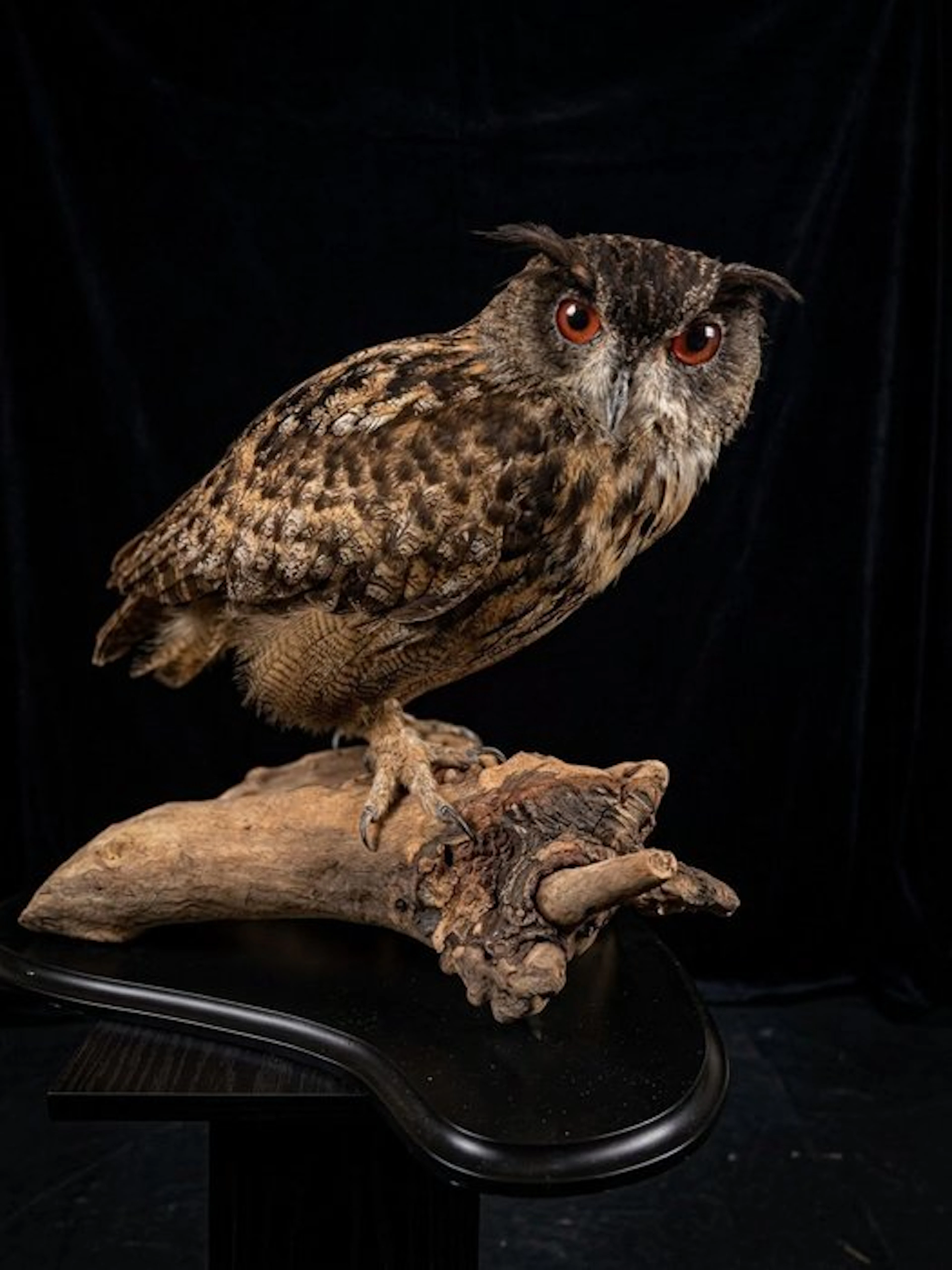 Eagle Owl Taxidermy full body mount - Eurasian Eagle Owl...