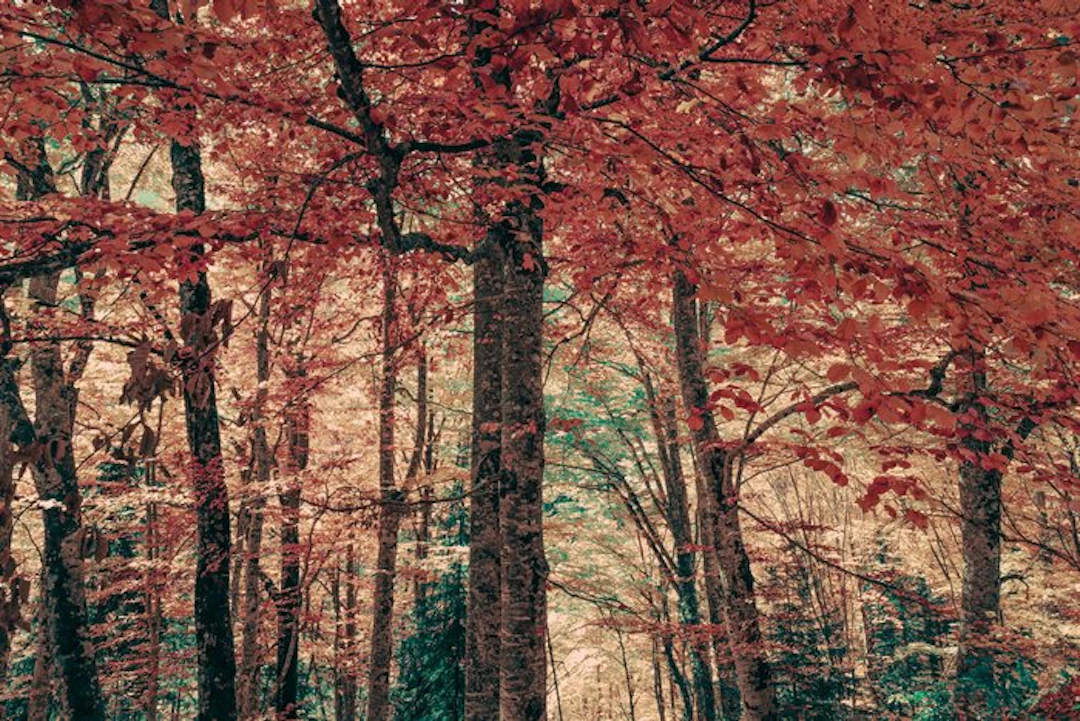 Jorge Omeñaca - Forest bath