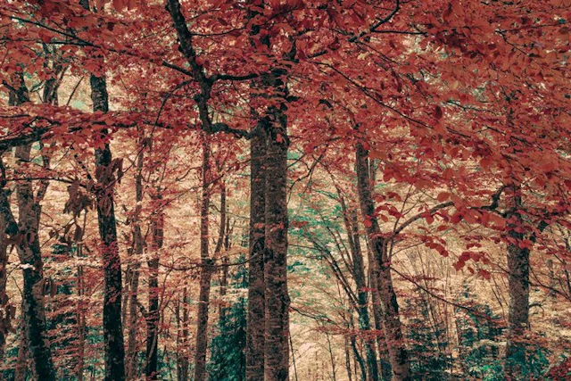 Jorge Omeñaca - Forest bath