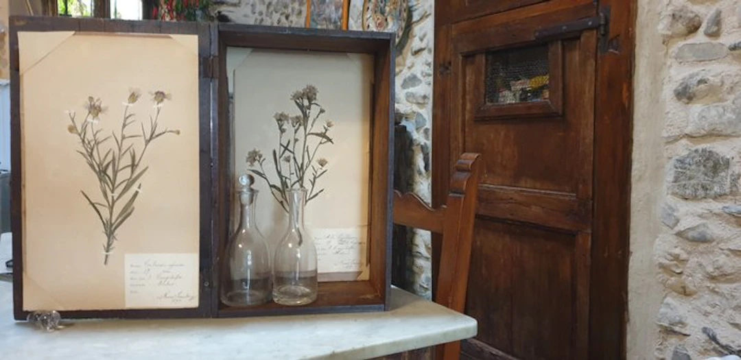 Frans Svanberg - Botanical Box - 1897-1898