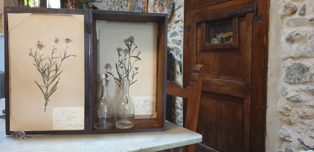 Frans Svanberg - Botanical Box - 1897-1898