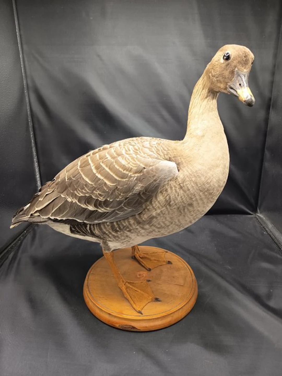 Granary goose Taxidermy replica mount - Auser segetem...