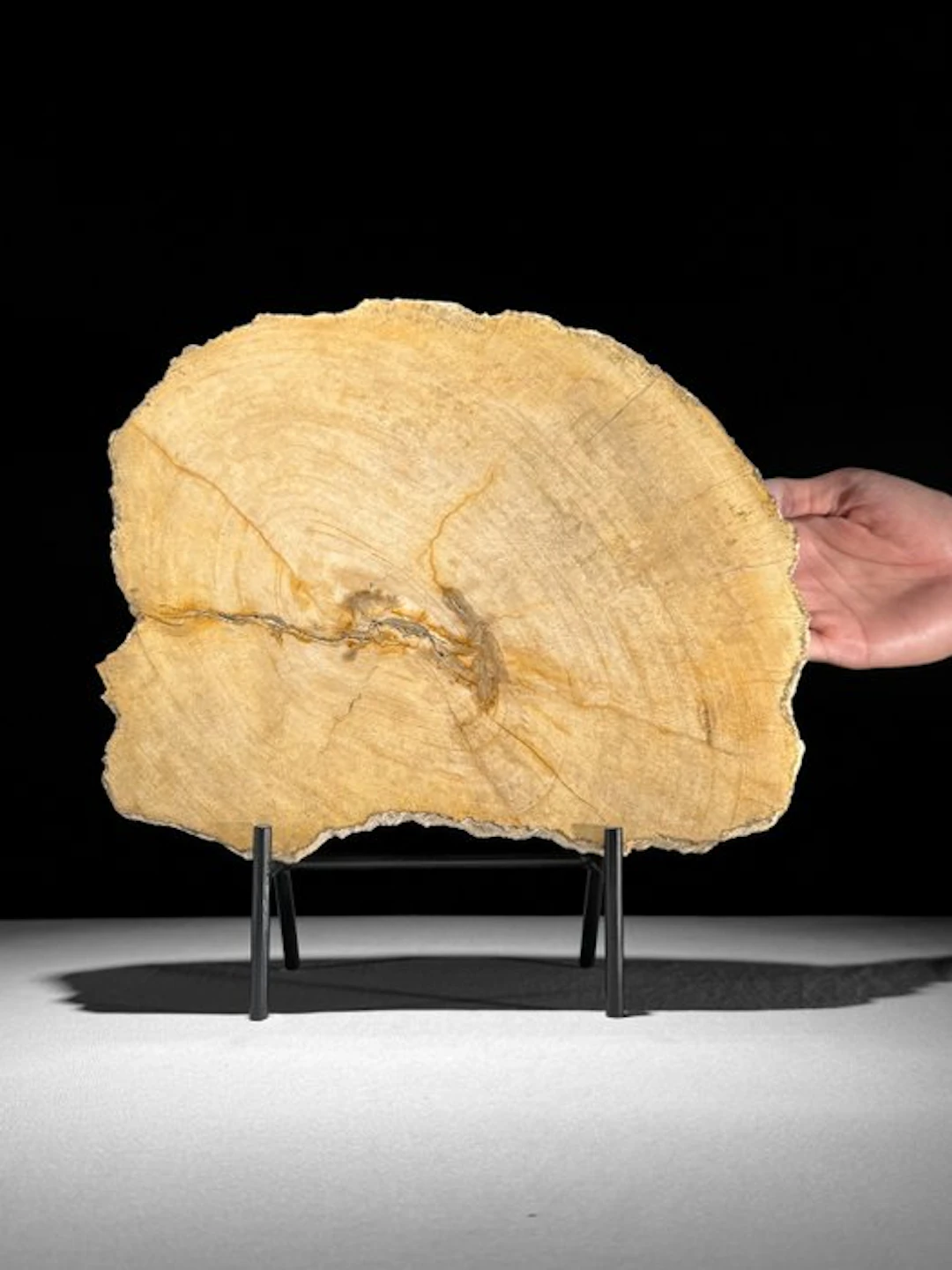 Wonderful Slice of Petrified Wood on a custom stand...