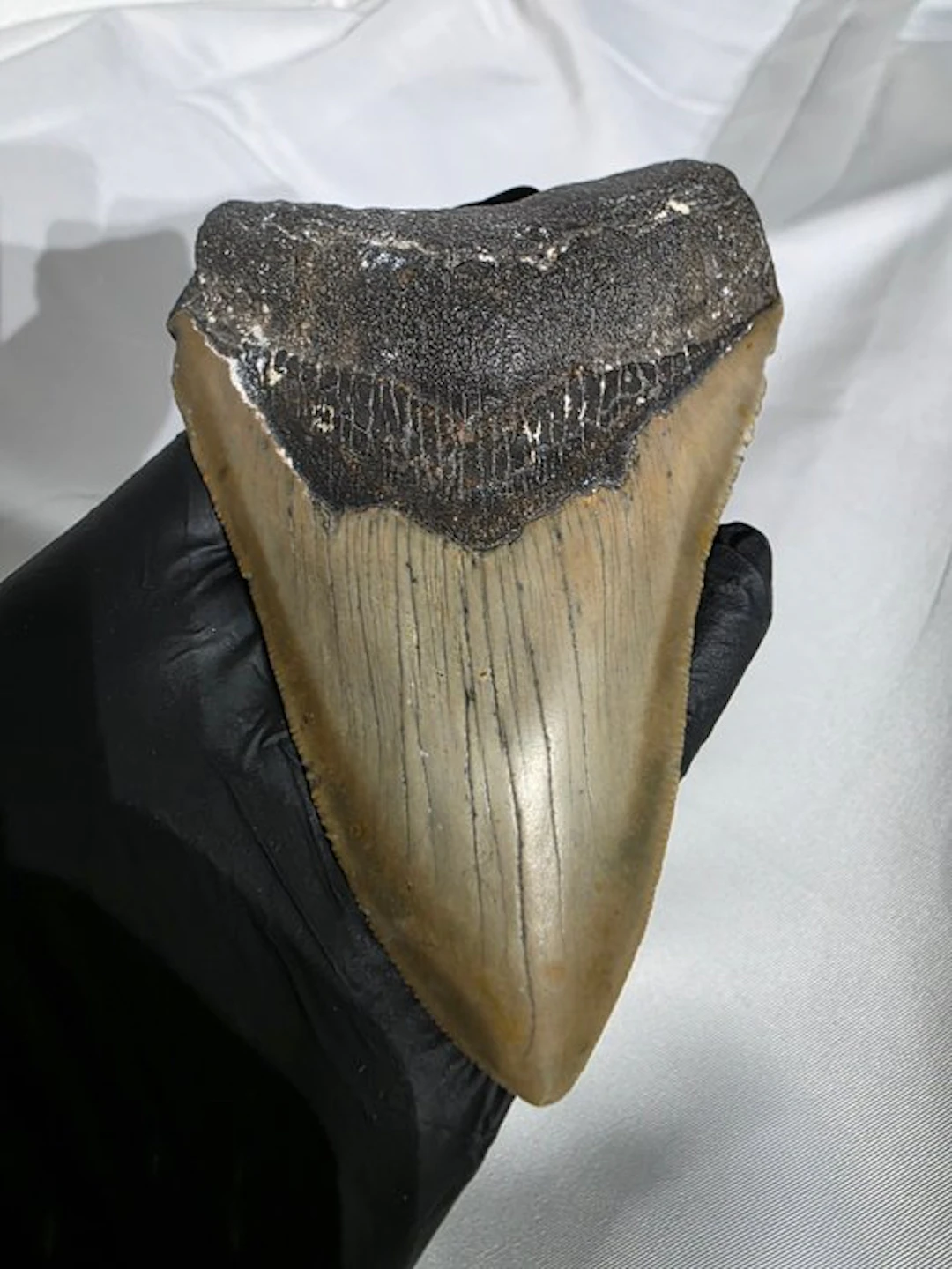 Megalodon tooth - Fossil teeth - carcharodon megalodon - 11.8 cm - 4.65 in