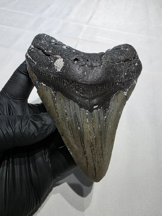Megalodon tooth - Fossil tooth - carcharodon megalodon - 12.27 cm - 4.83 in