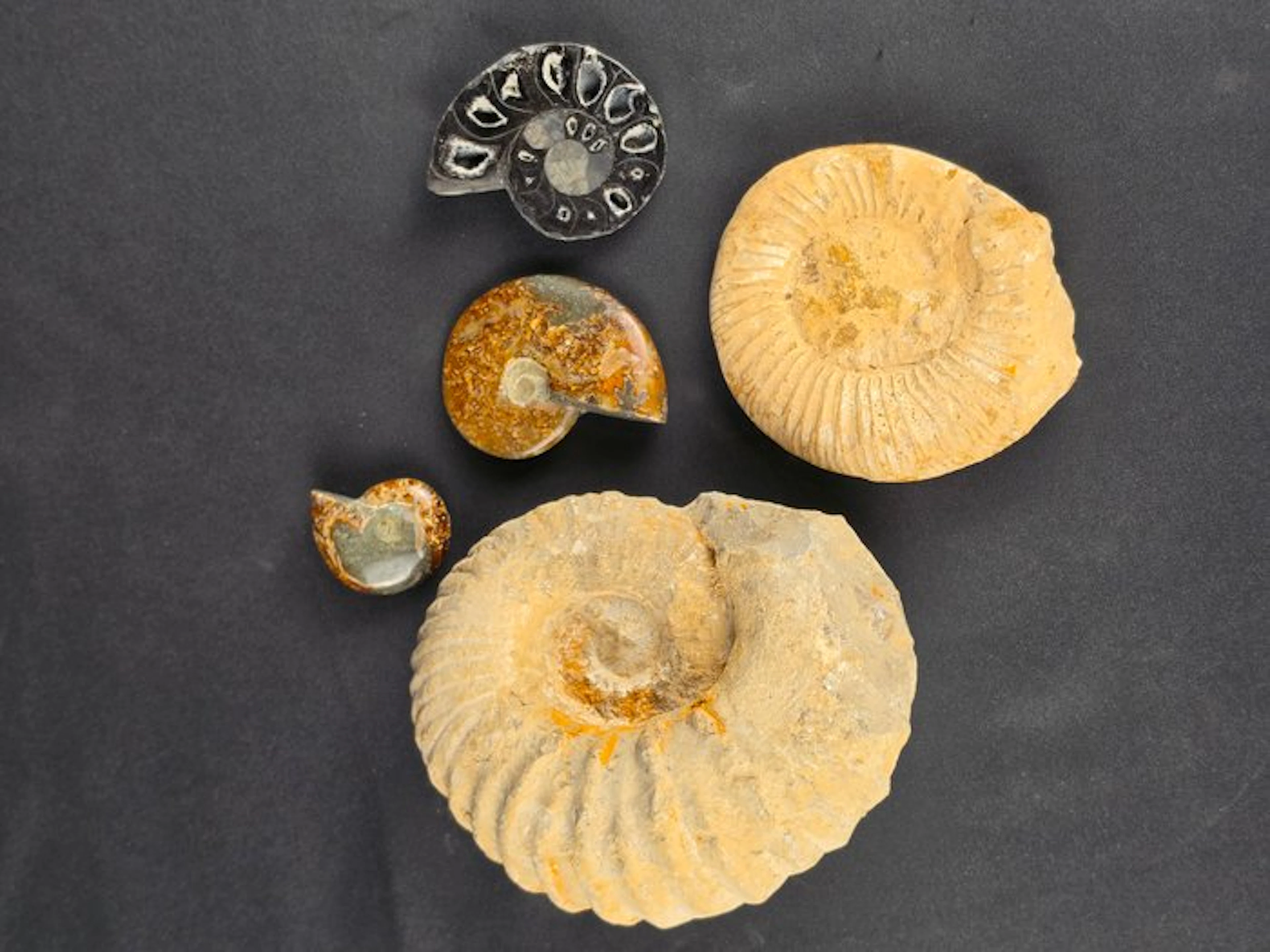 Fossilised animal - Collection of 5 ammonite fossils from...
