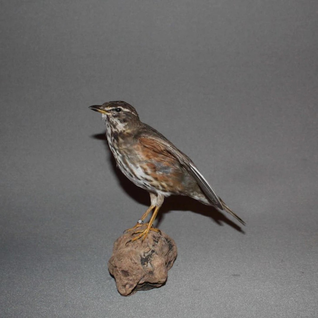 Redwing Taxidermy full body mount - Turdus iliacus - with...