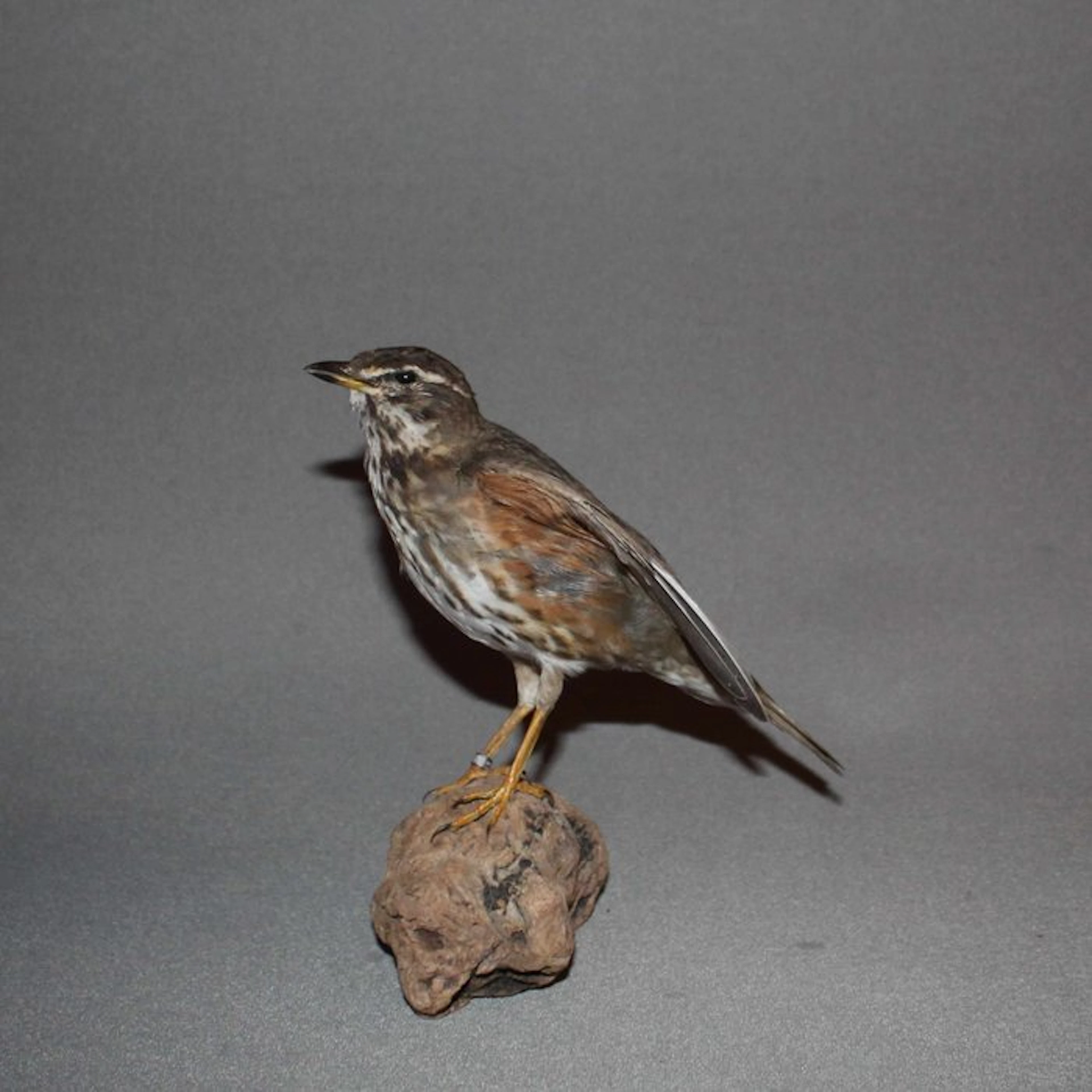 Redwing Taxidermy full body mount - Turdus iliacus - with...