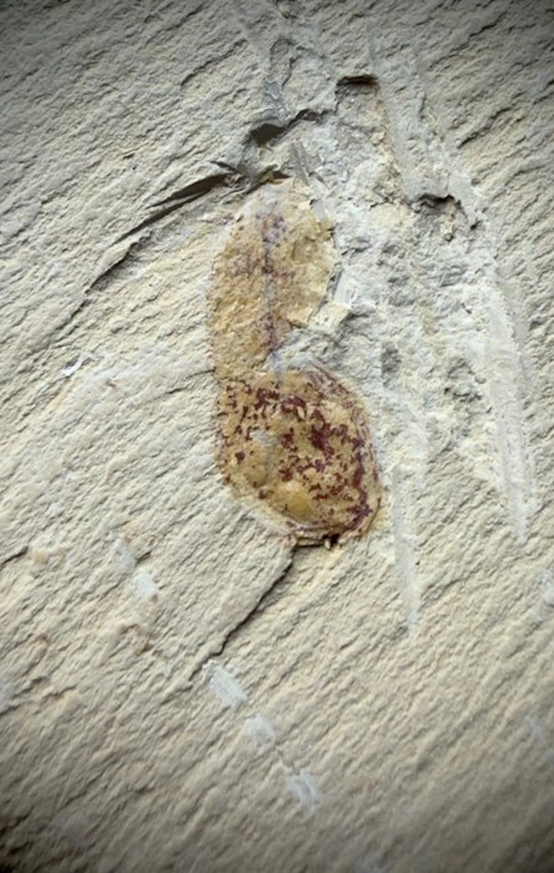 Exceptional Cambrian Soft-Bodied Fossil - Fossil carapace...