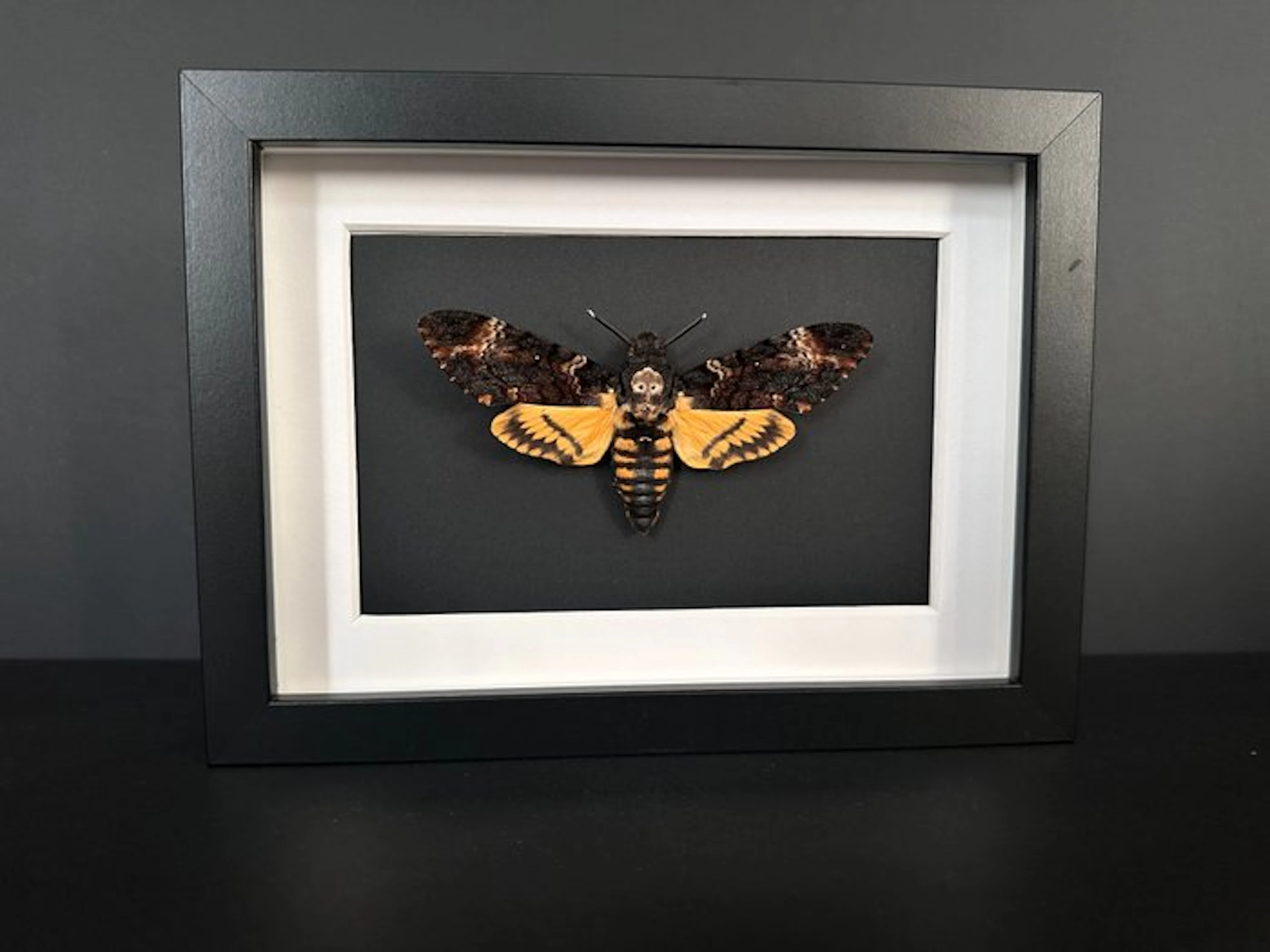 Moth Taxidermy full body mount - Sphinx tête de mort...