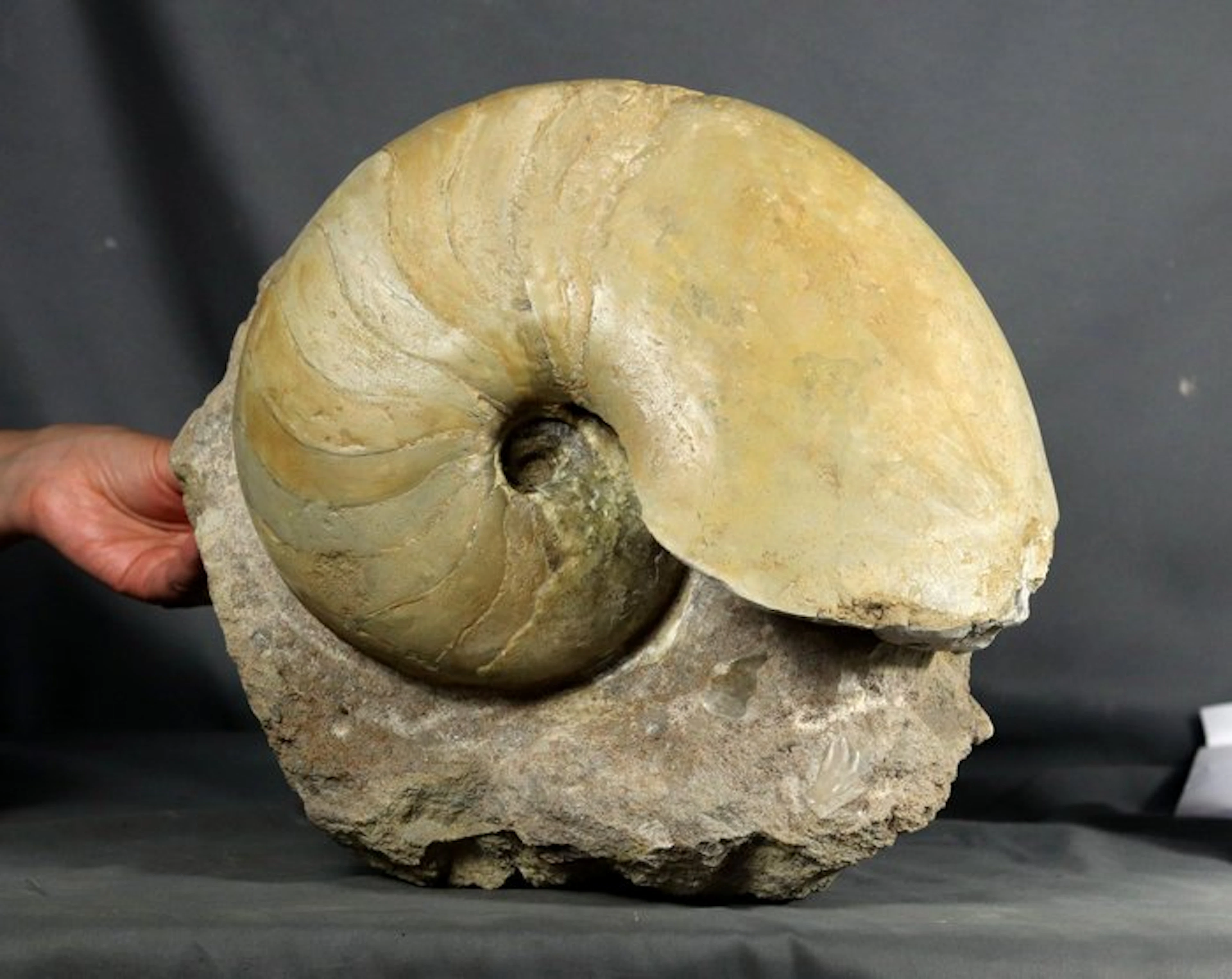 Huge ! Outstanding nautiloid on stone - - Fossilised...