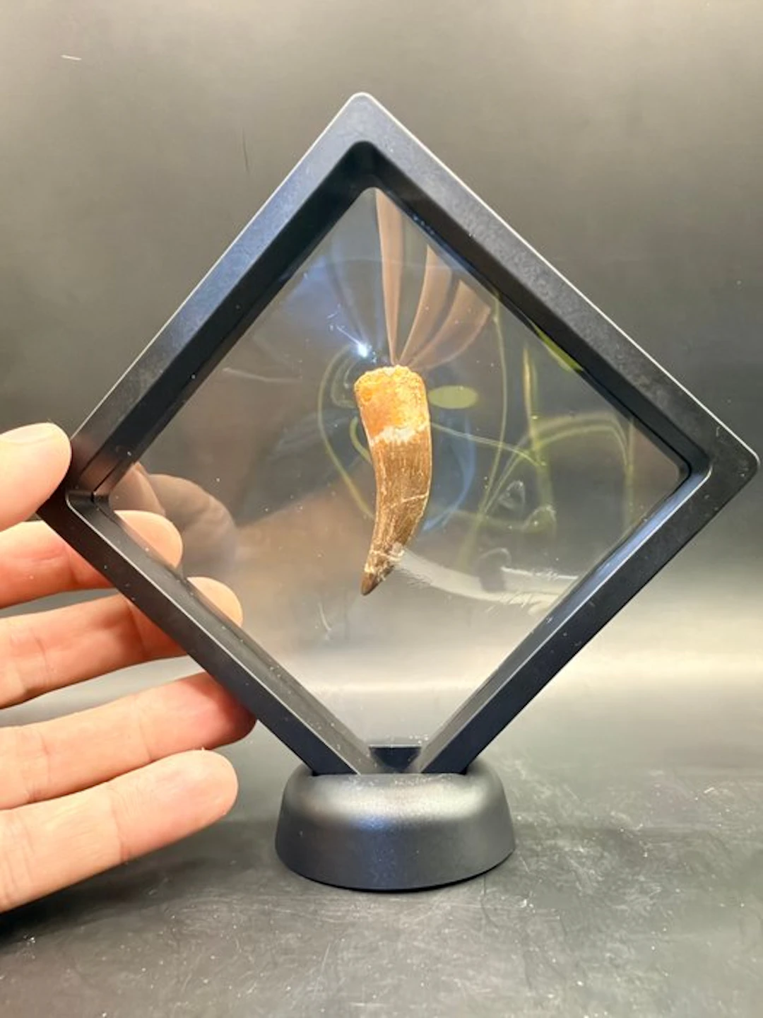 Plesiosaur - Fossil tooth - Zarafasaura oceanis - 5 cm (No reserve price)