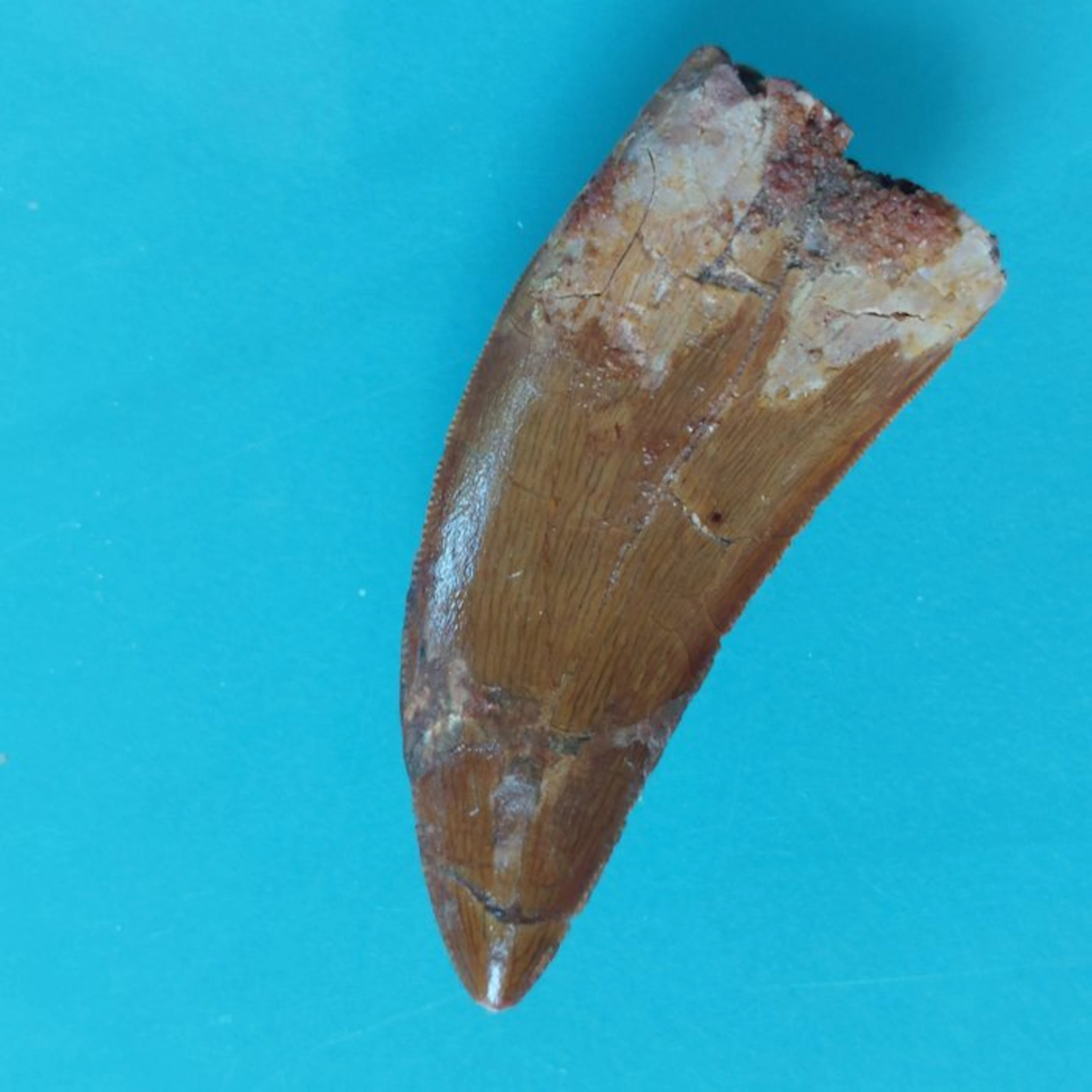 Dinosaur - Fossil tooth - Carcharodontosaurus sp. - 47 mm - 20 mm