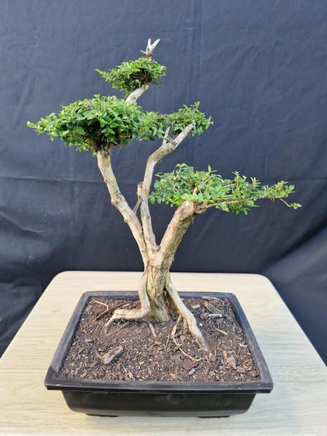 honeysuckle - Height (Tree): 35 cm - Depth (Tree): 26 cm - France