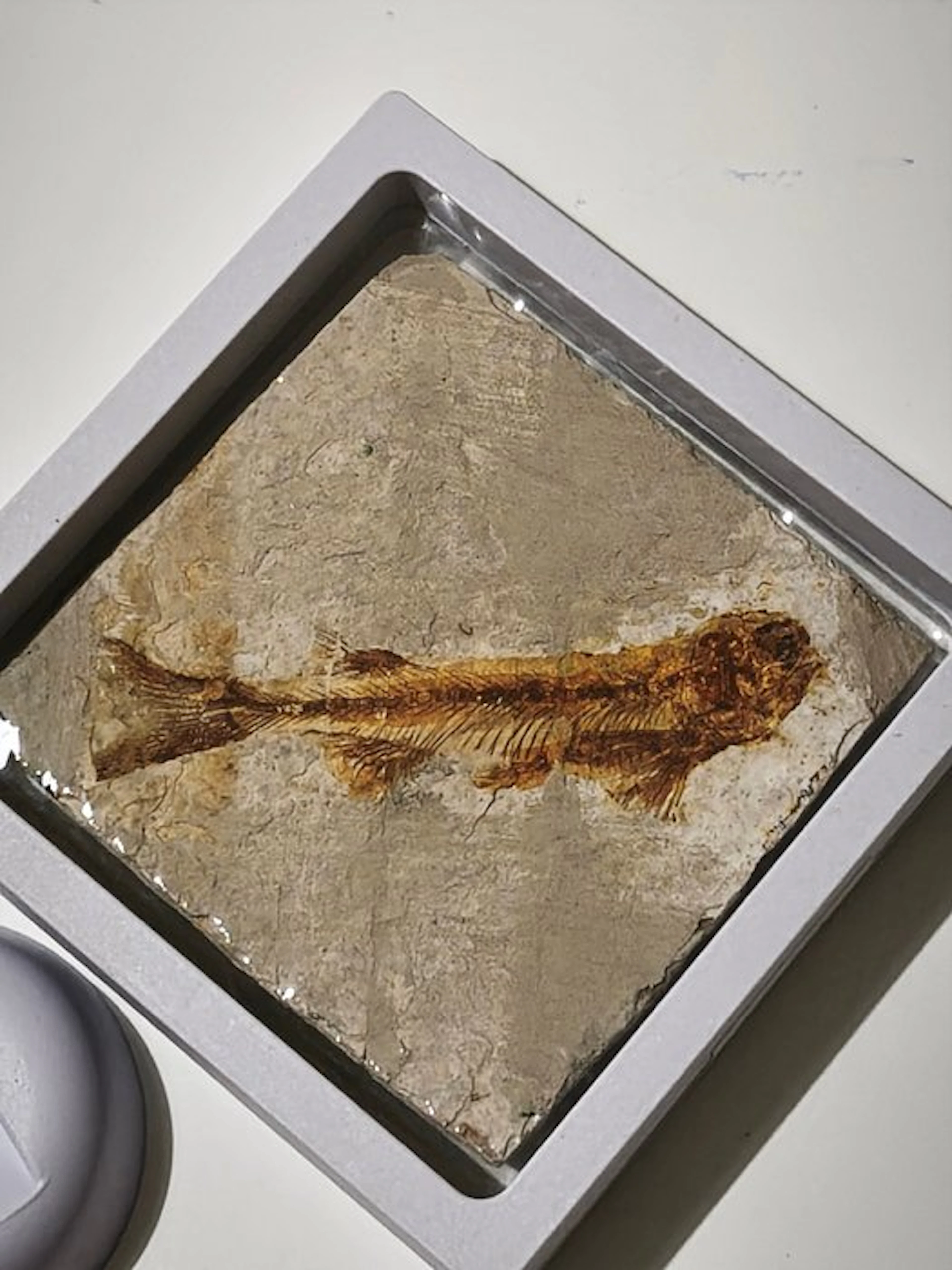 Fish - Fossil skeleton - 9 cm - 9 cm (No reserve price)