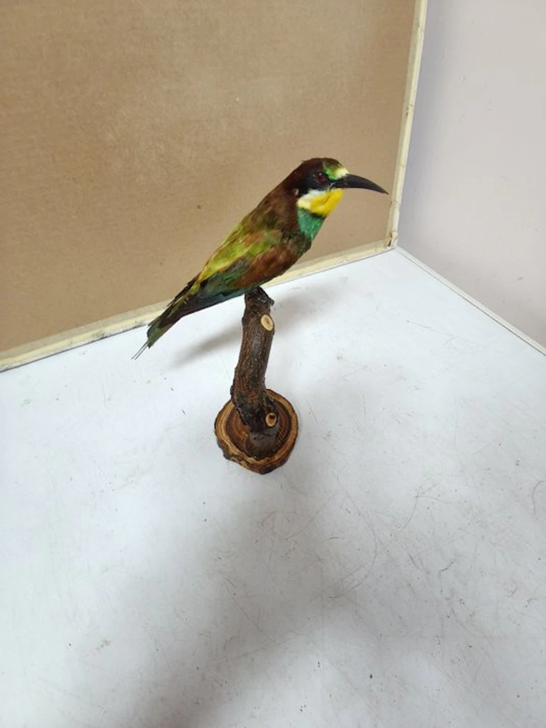 Bee-eater Taxidermy full body mount - Merops apiastee - 13 cm - 8 cm - 25 cm