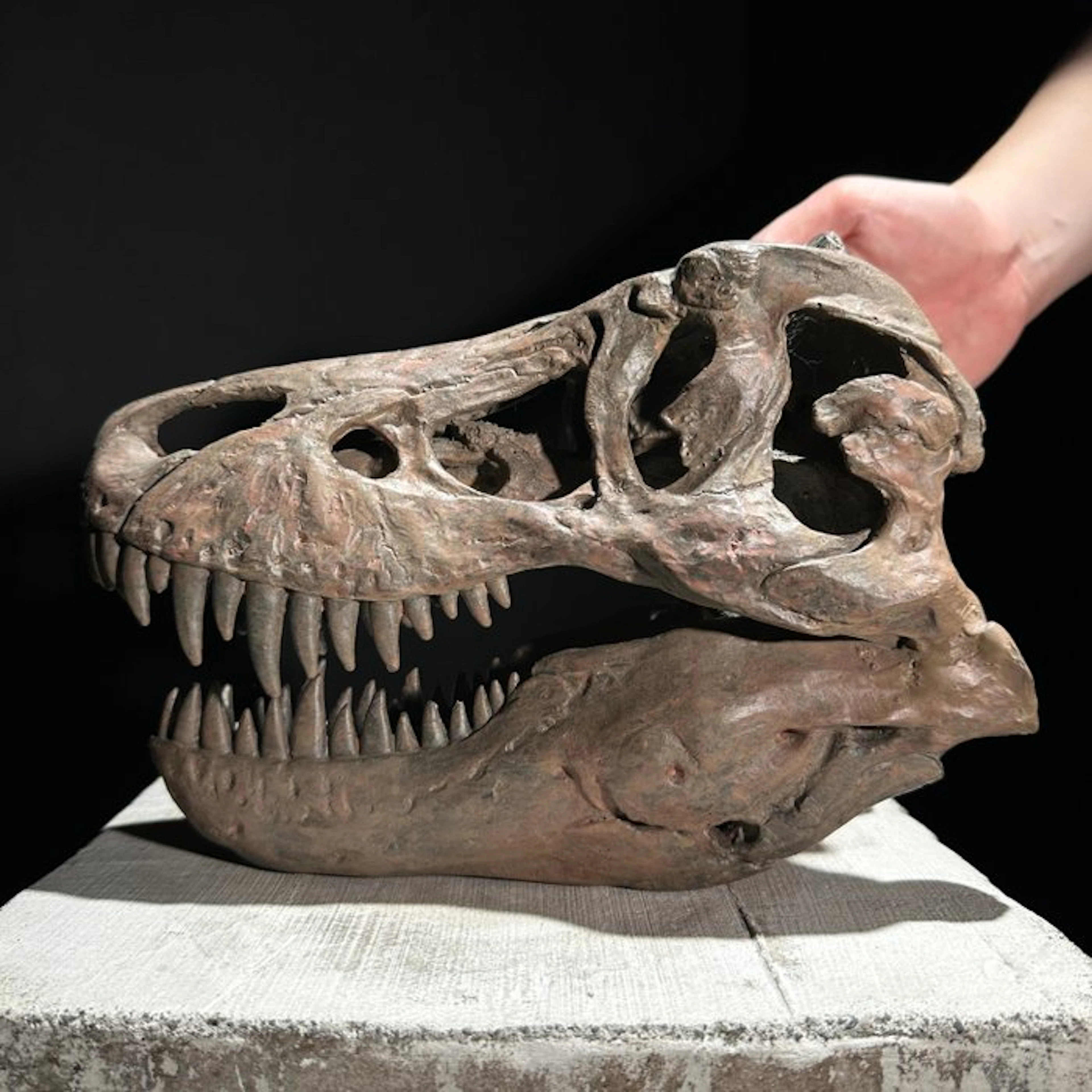 NO RESERVE PRICE - Replica of Dinosaur Skull - Museum...