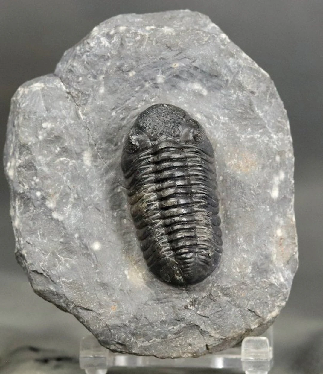 Fine quality trilobite - Outstanding eyes - Fossilised...