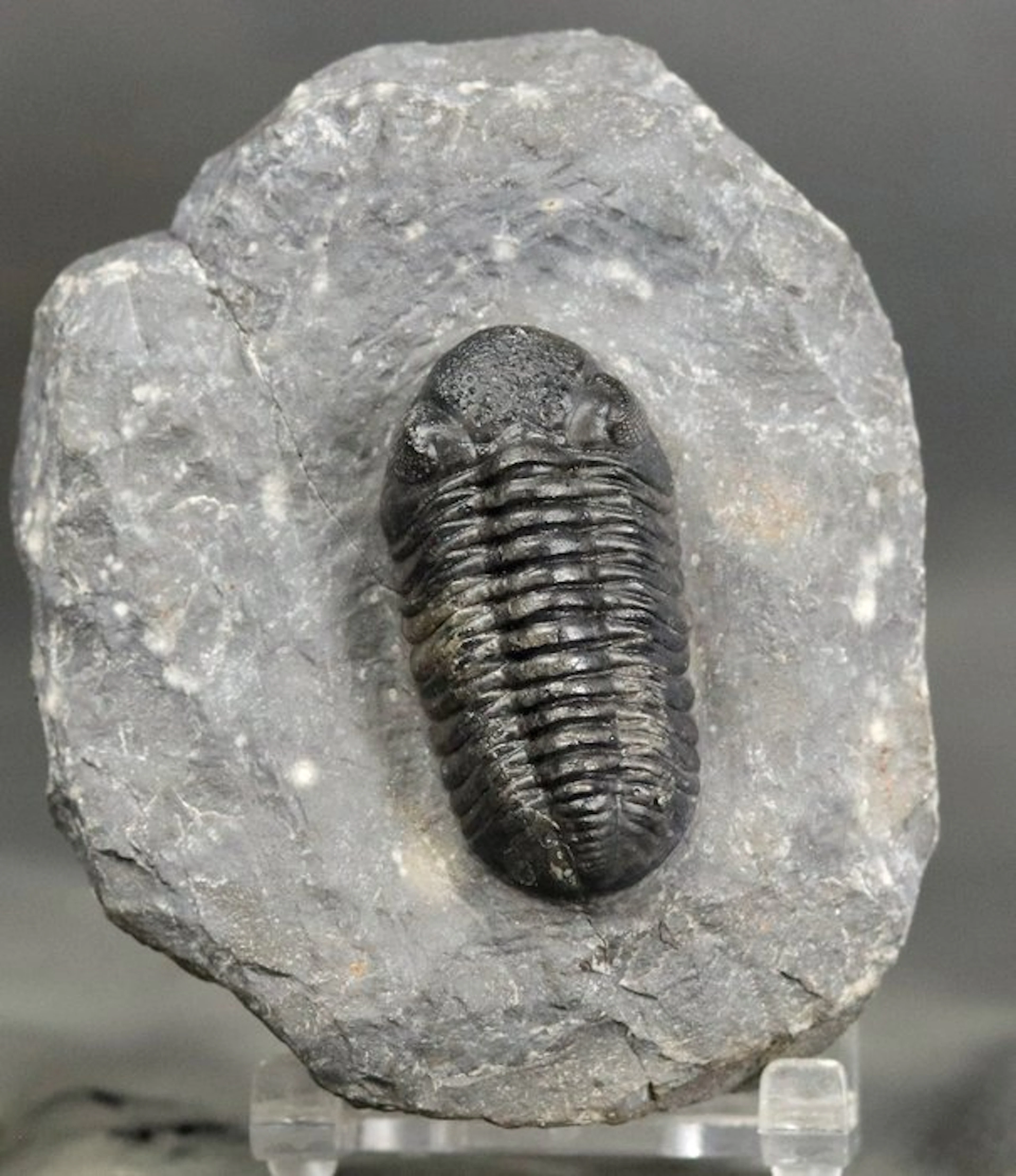 Fine quality trilobite - Outstanding eyes - Fossilised...